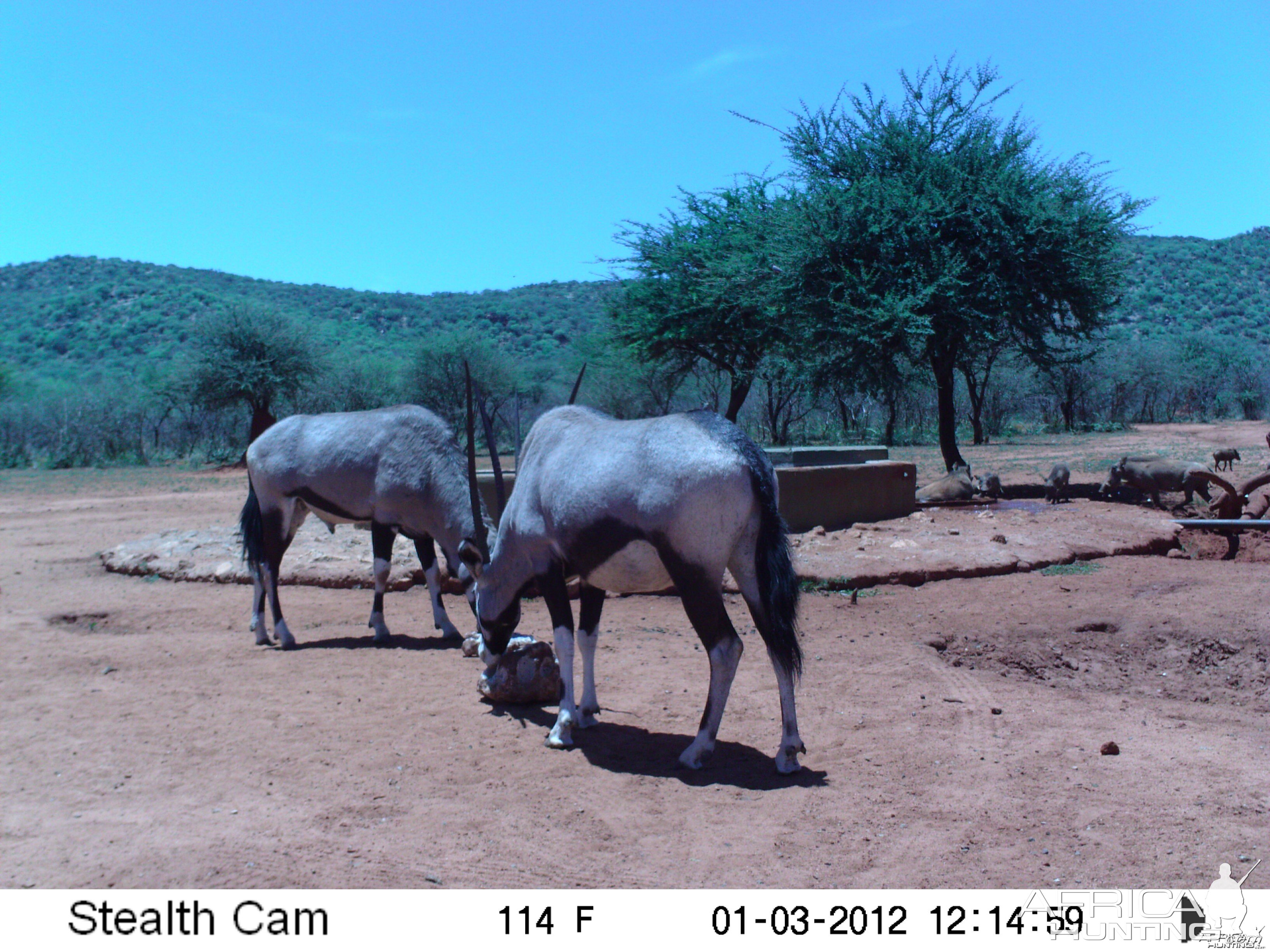 Trail Camera Namibia