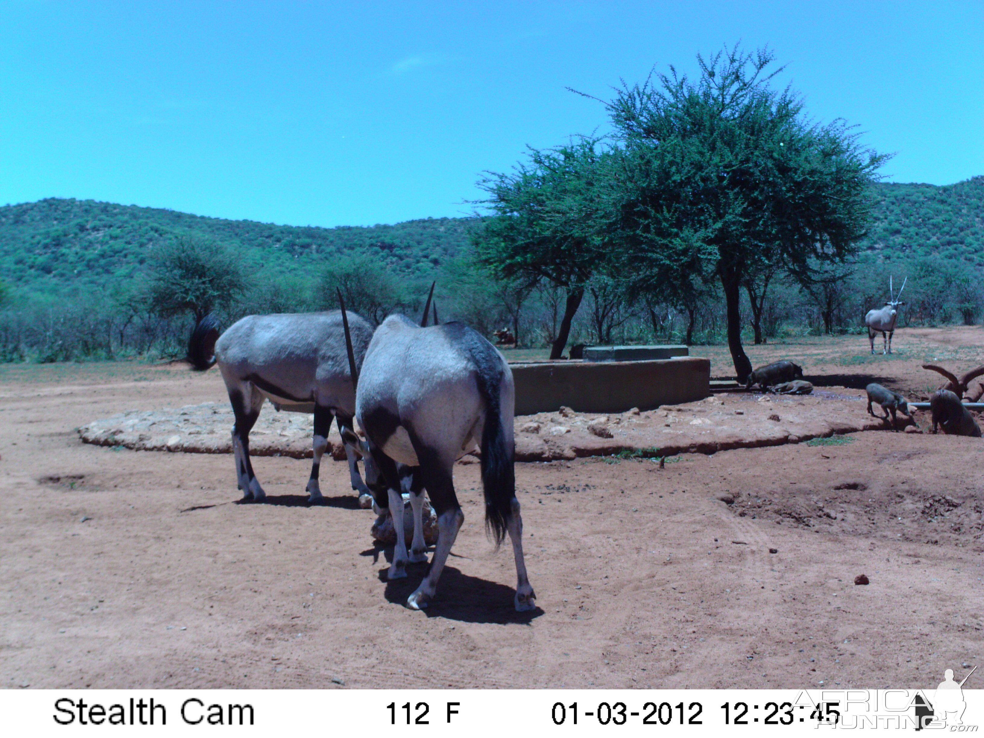 Trail Camera Namibia