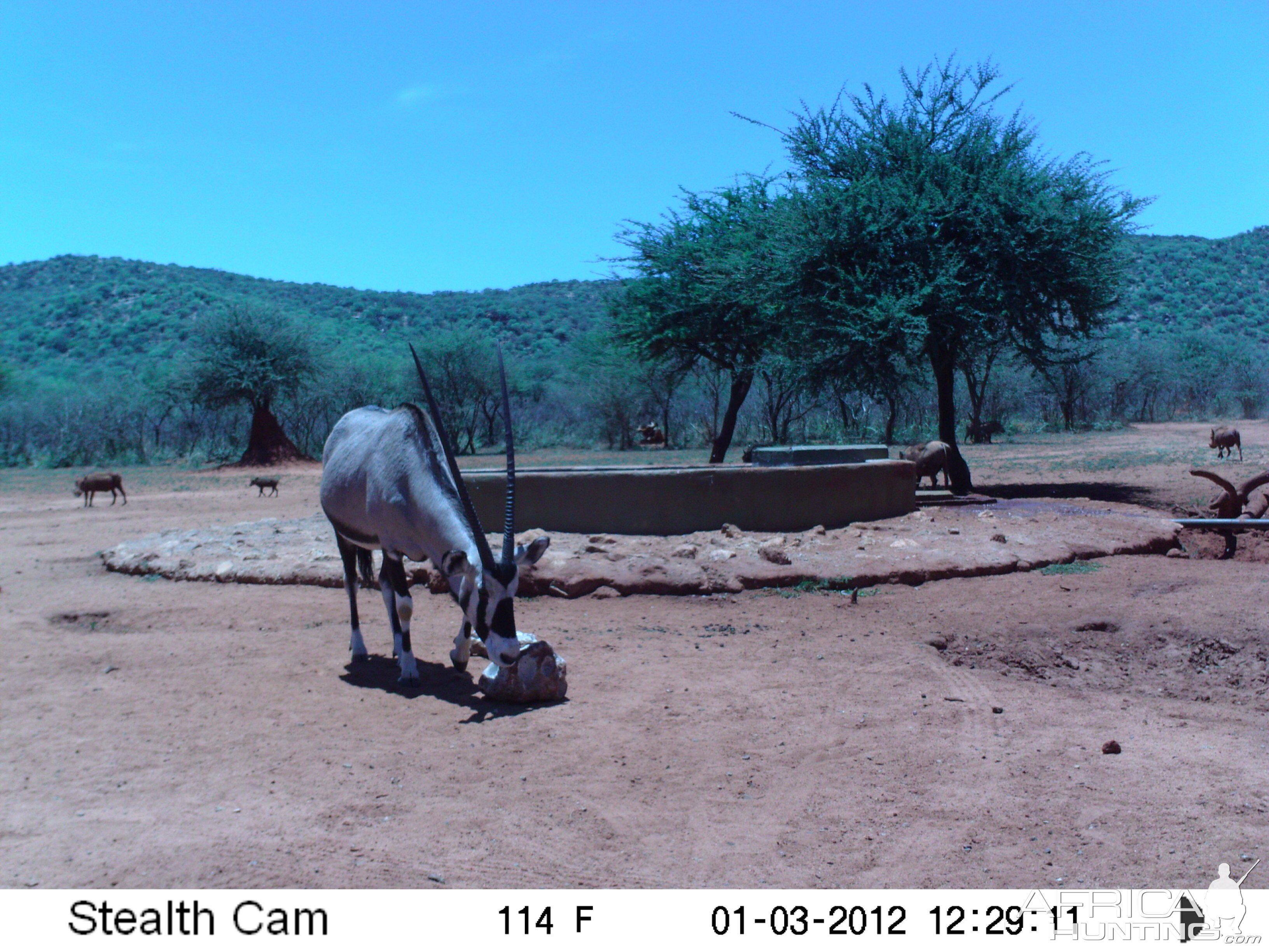 Trail Camera Namibia