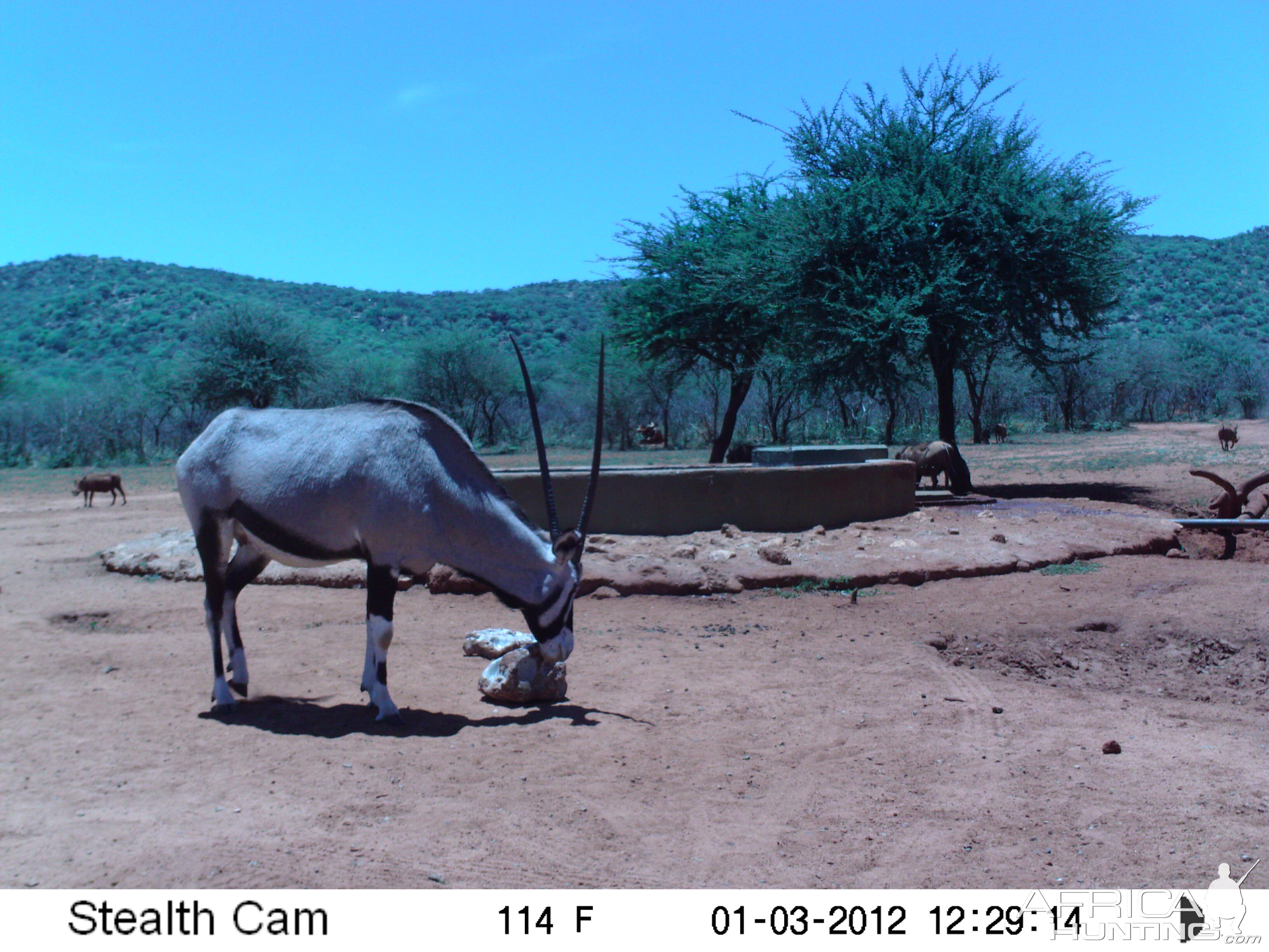 Trail Camera Namibia