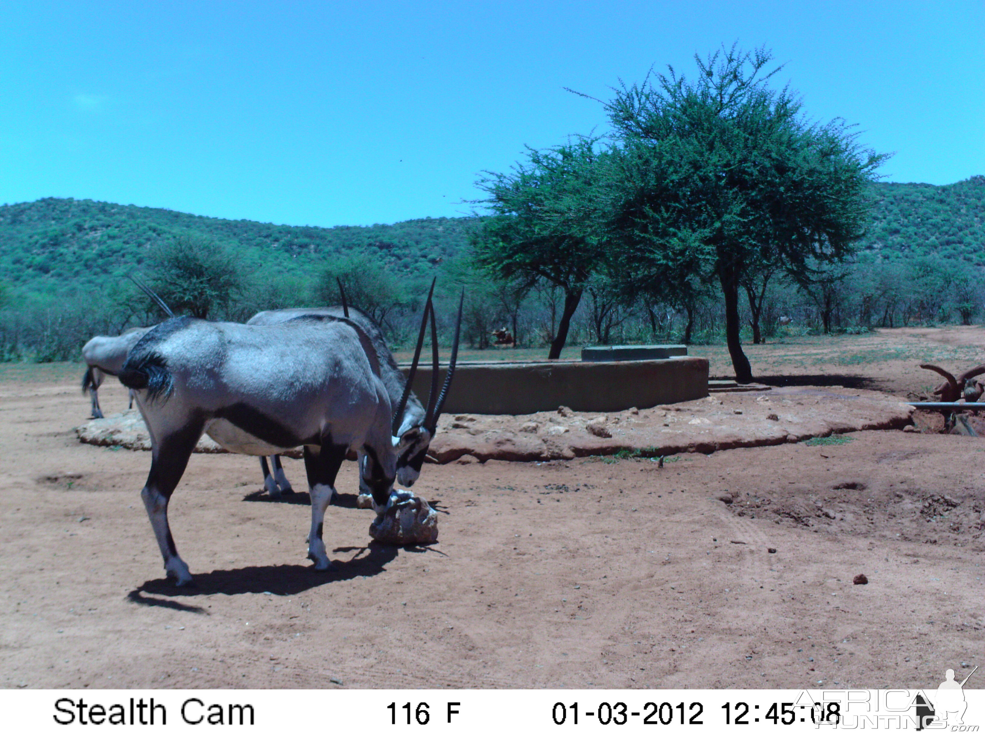 Trail Camera Namibia