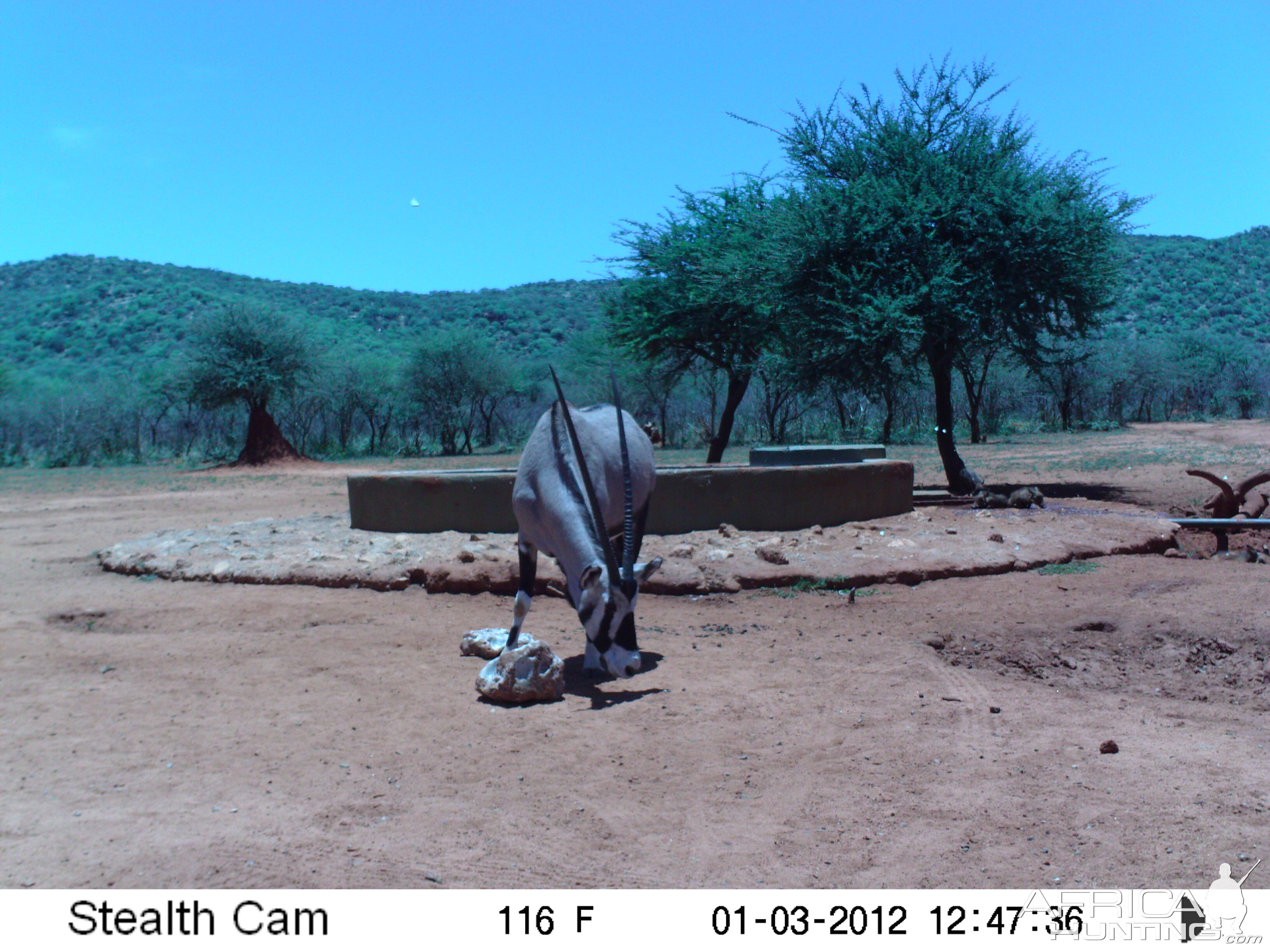 Trail Camera Namibia