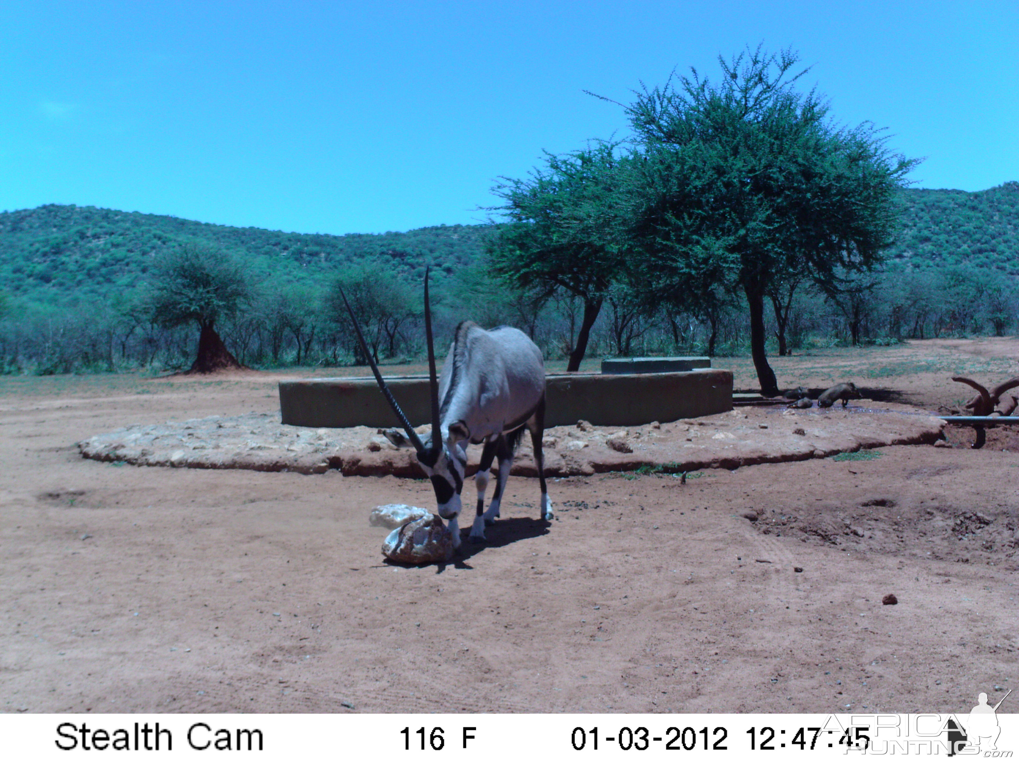 Trail Camera Namibia