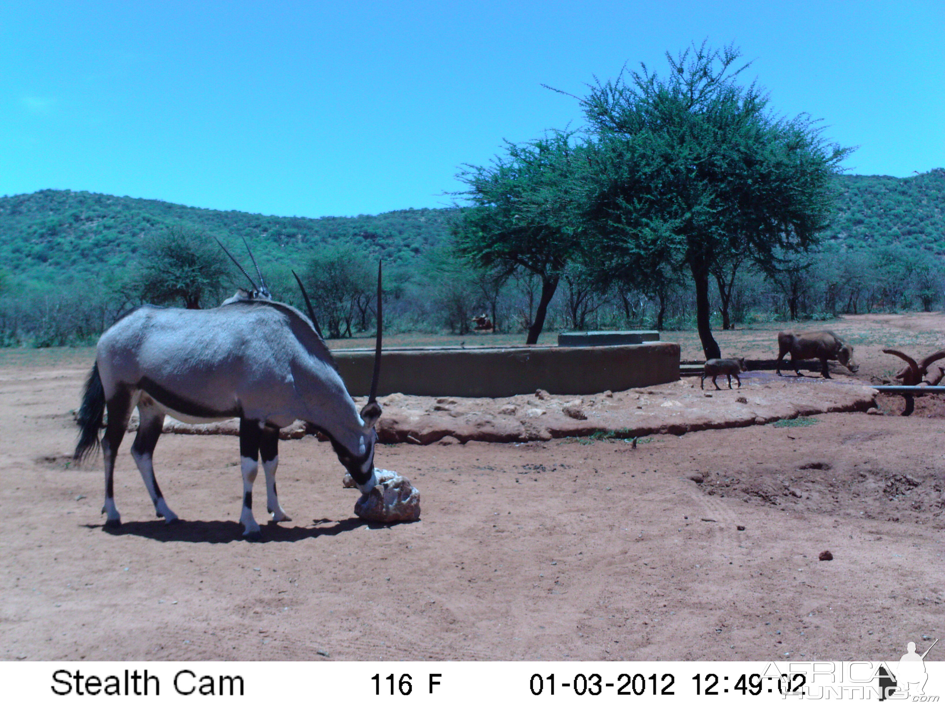 Trail Camera Namibia