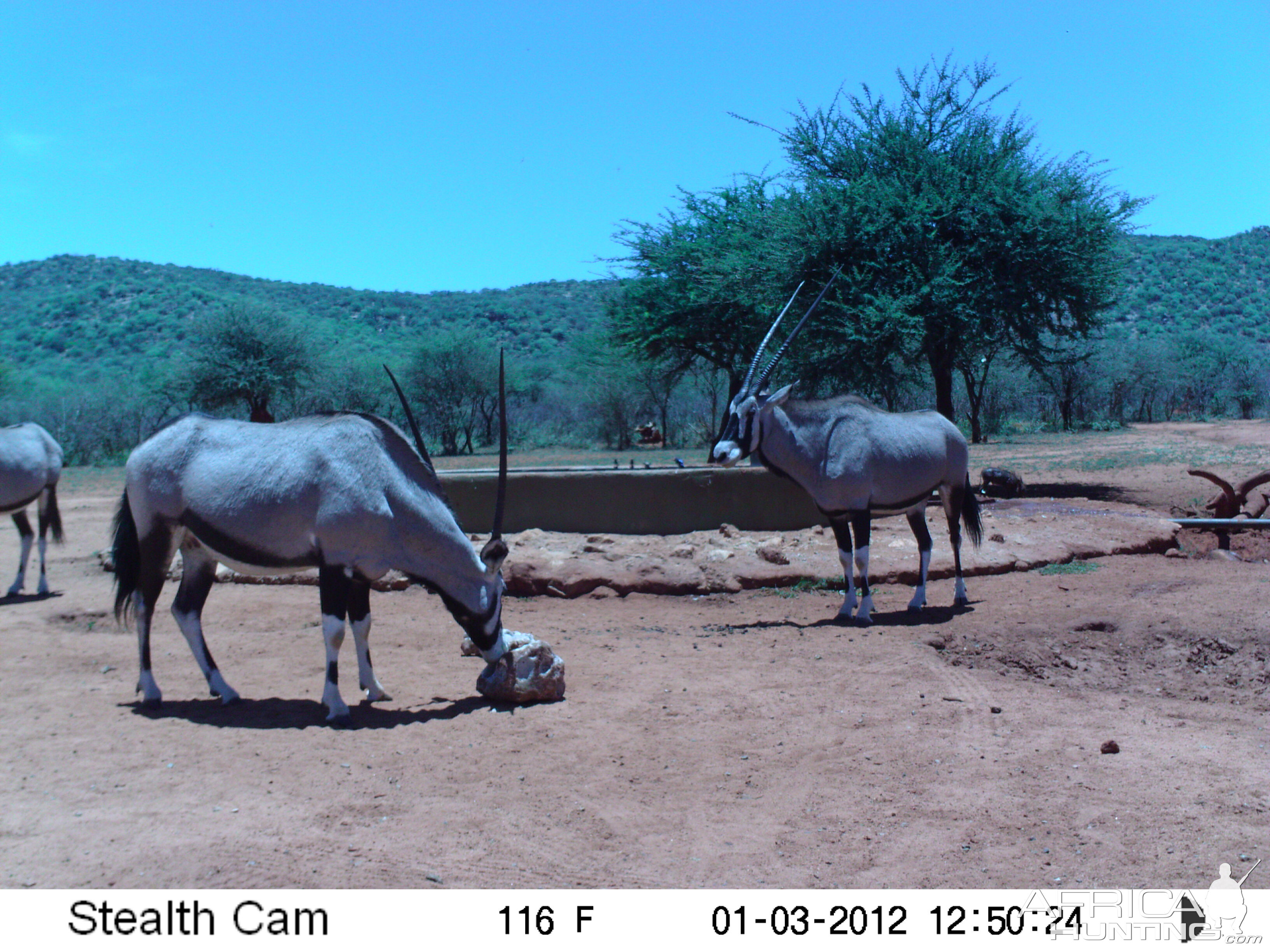 Trail Camera Namibia