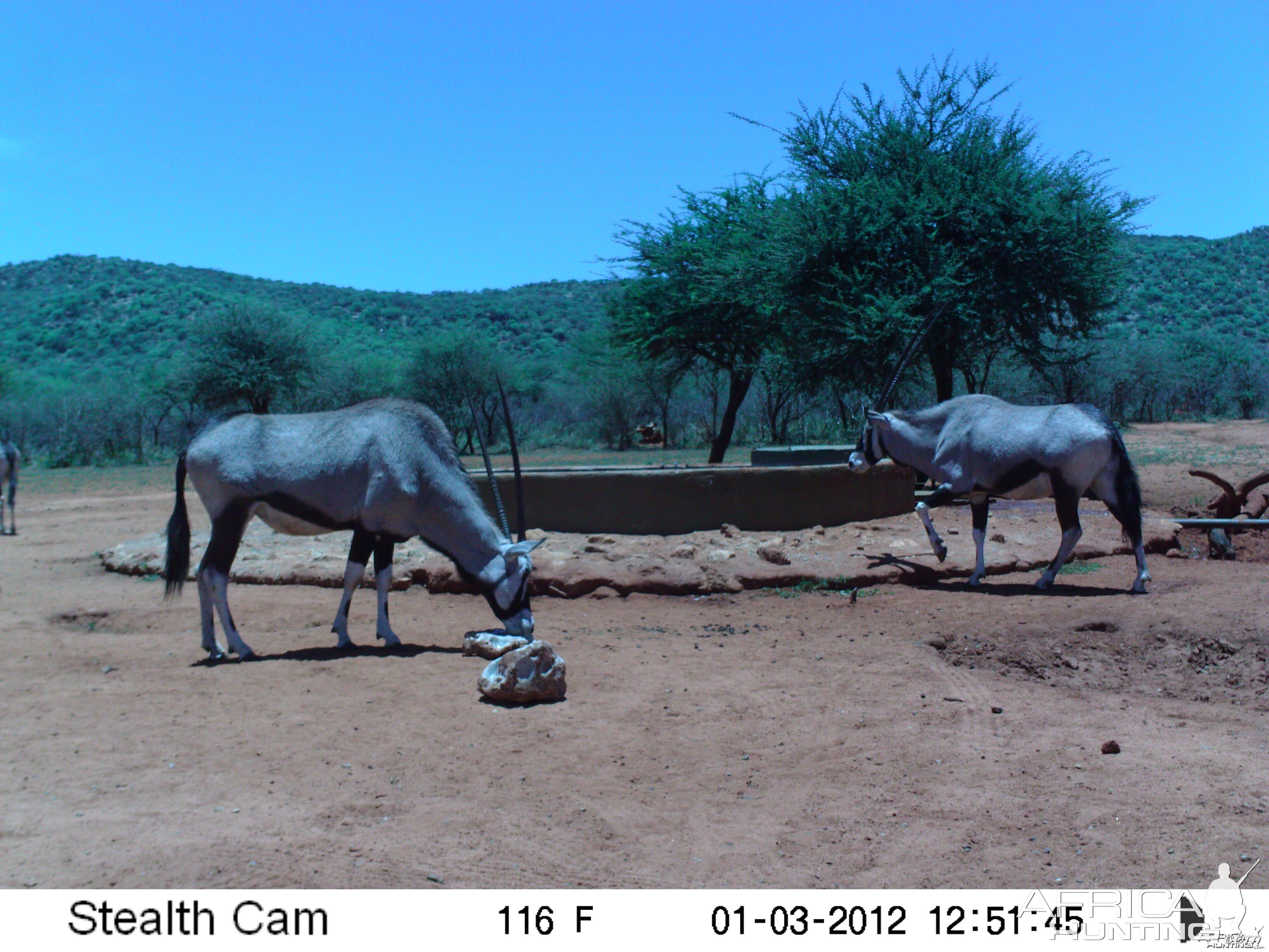 Trail Camera Namibia