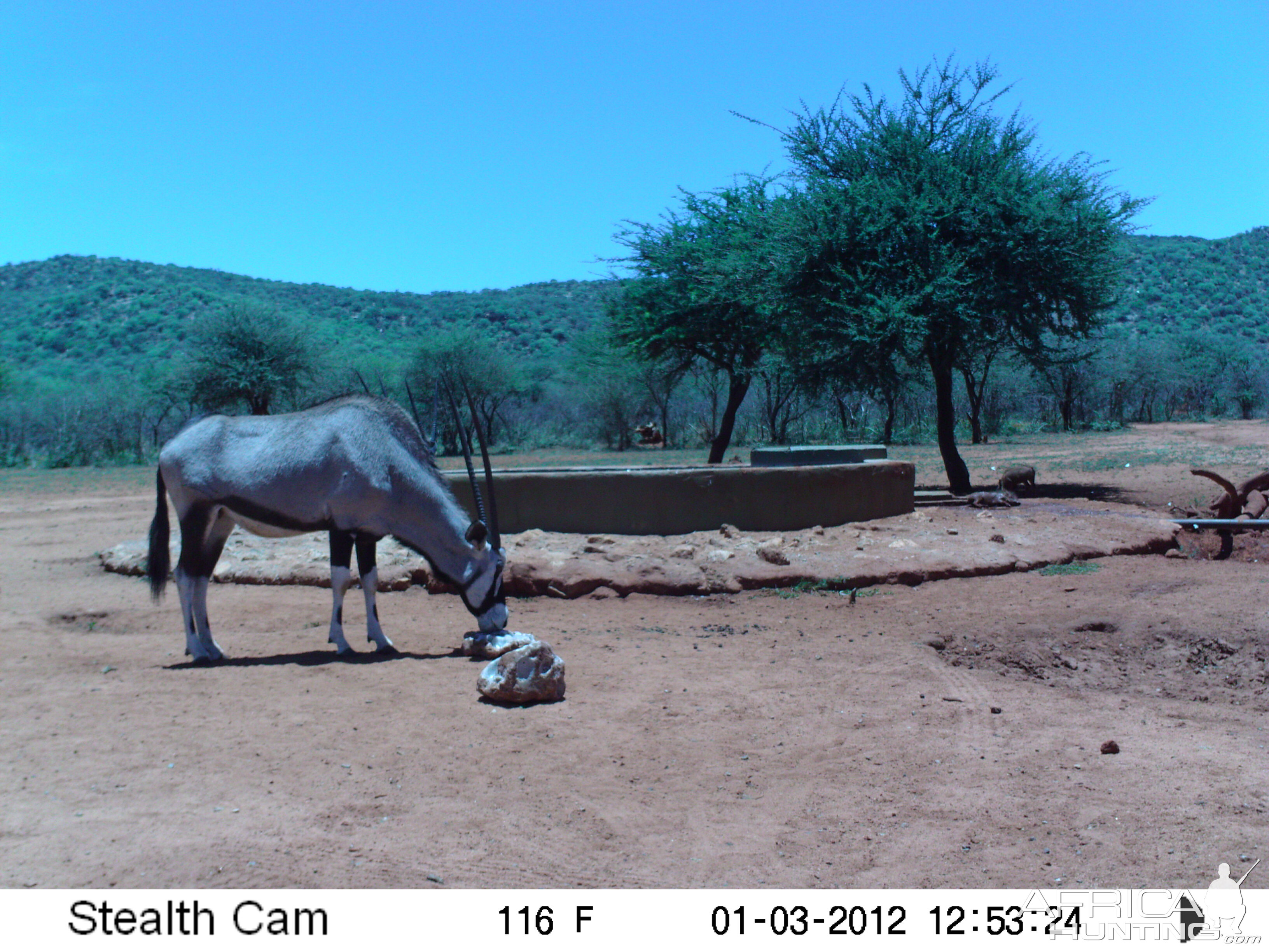 Trail Camera Namibia