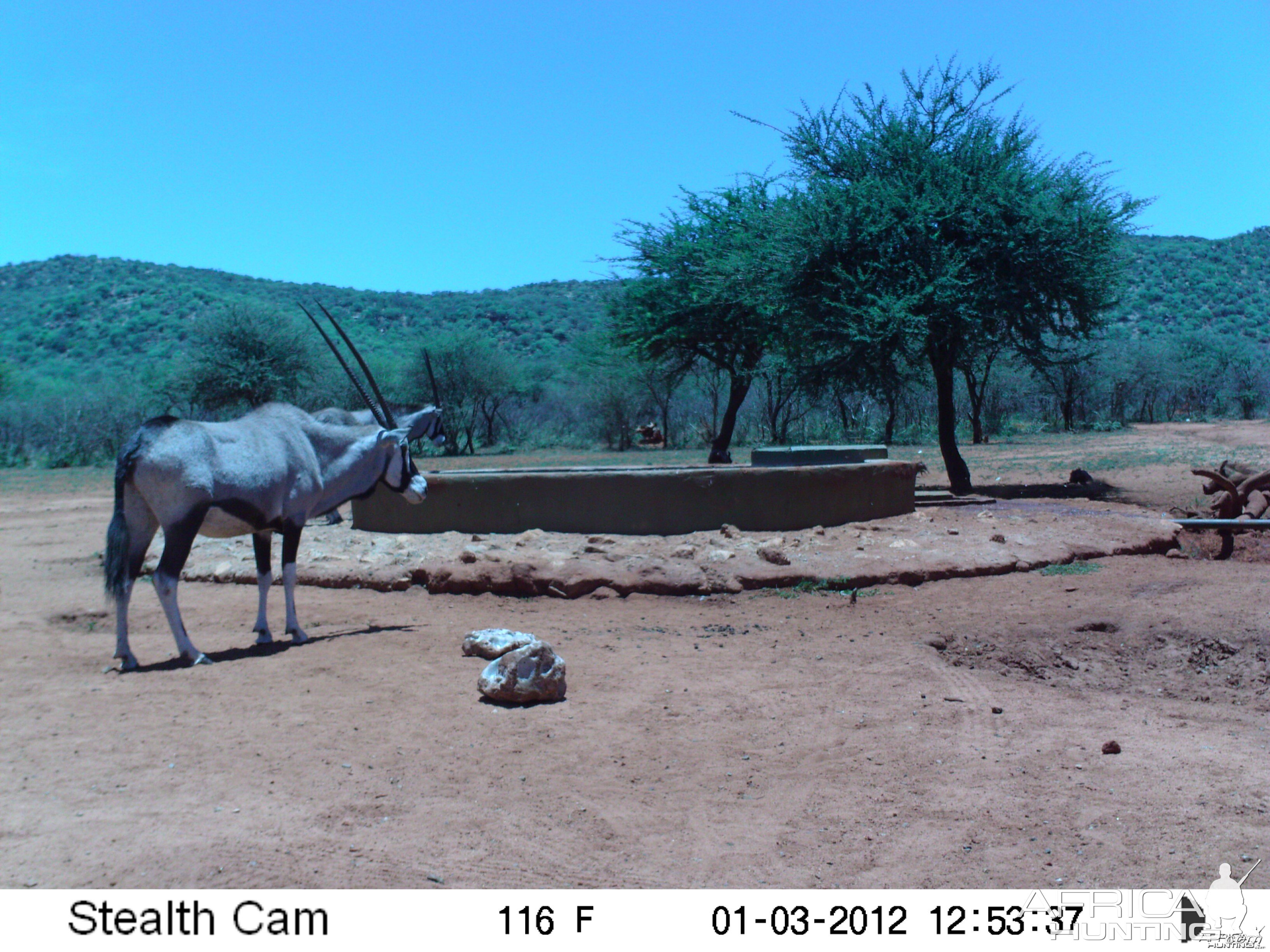 Trail Camera Namibia