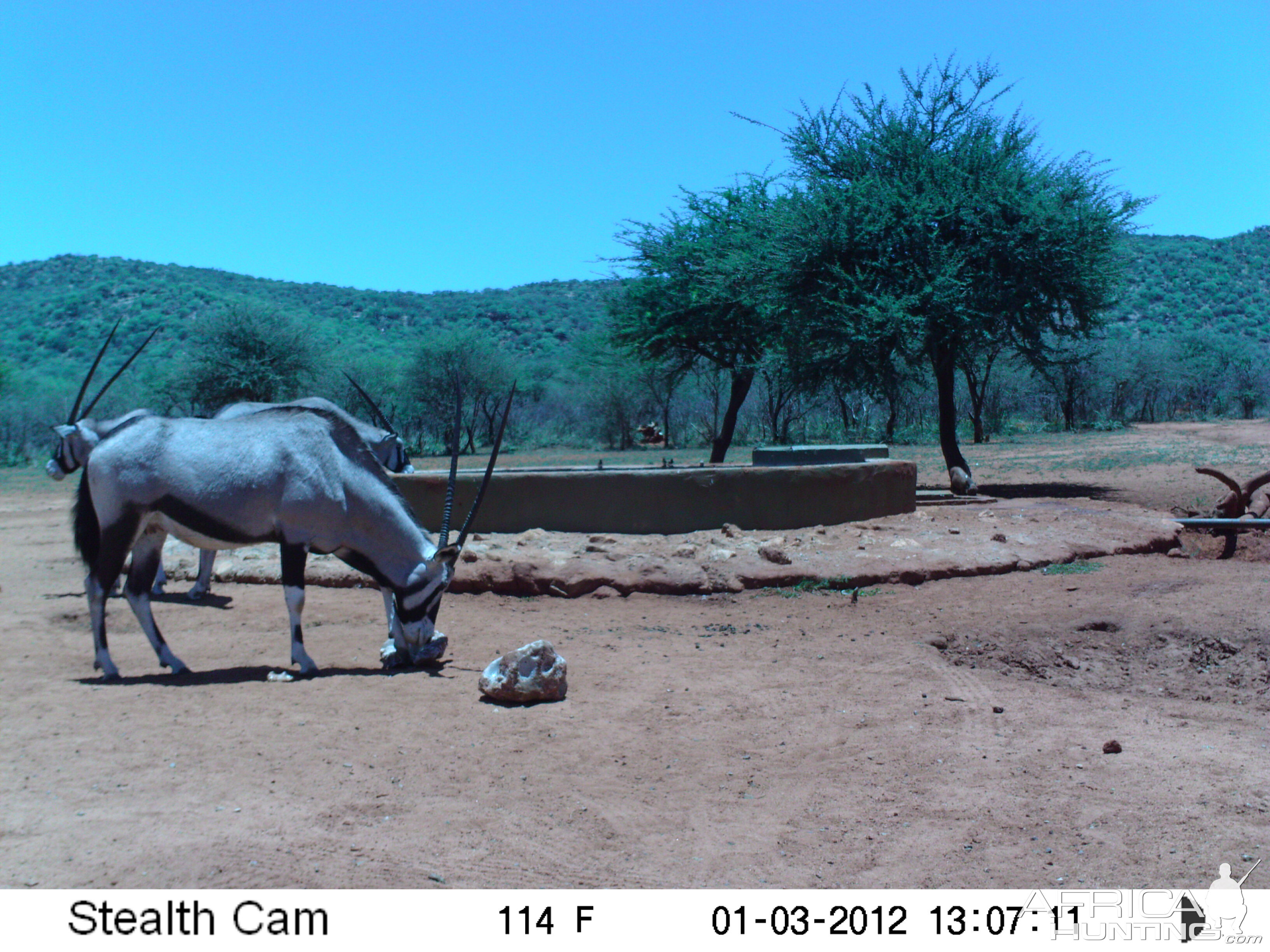 Trail Camera Namibia