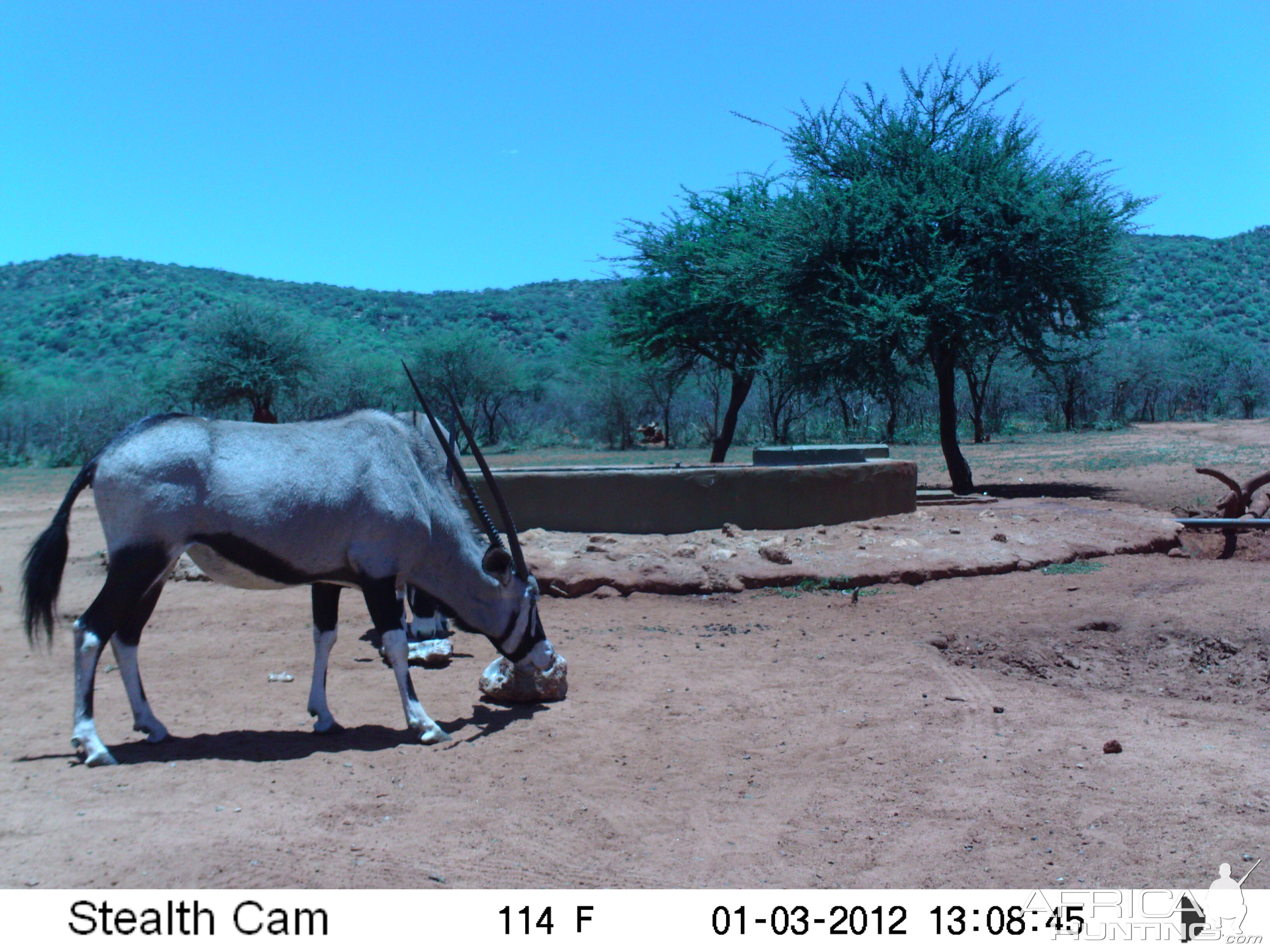 Trail Camera Namibia