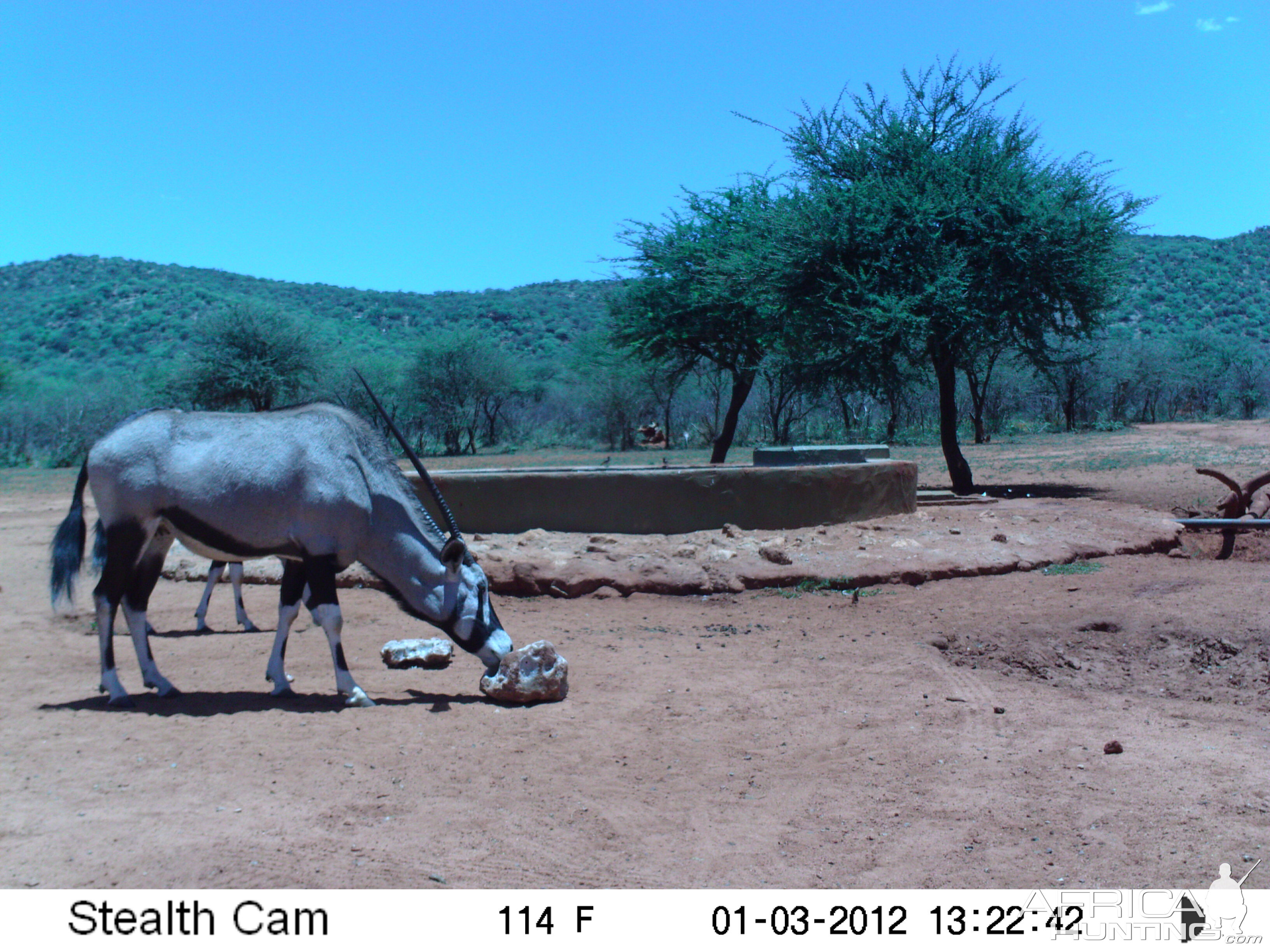 Trail Camera Namibia