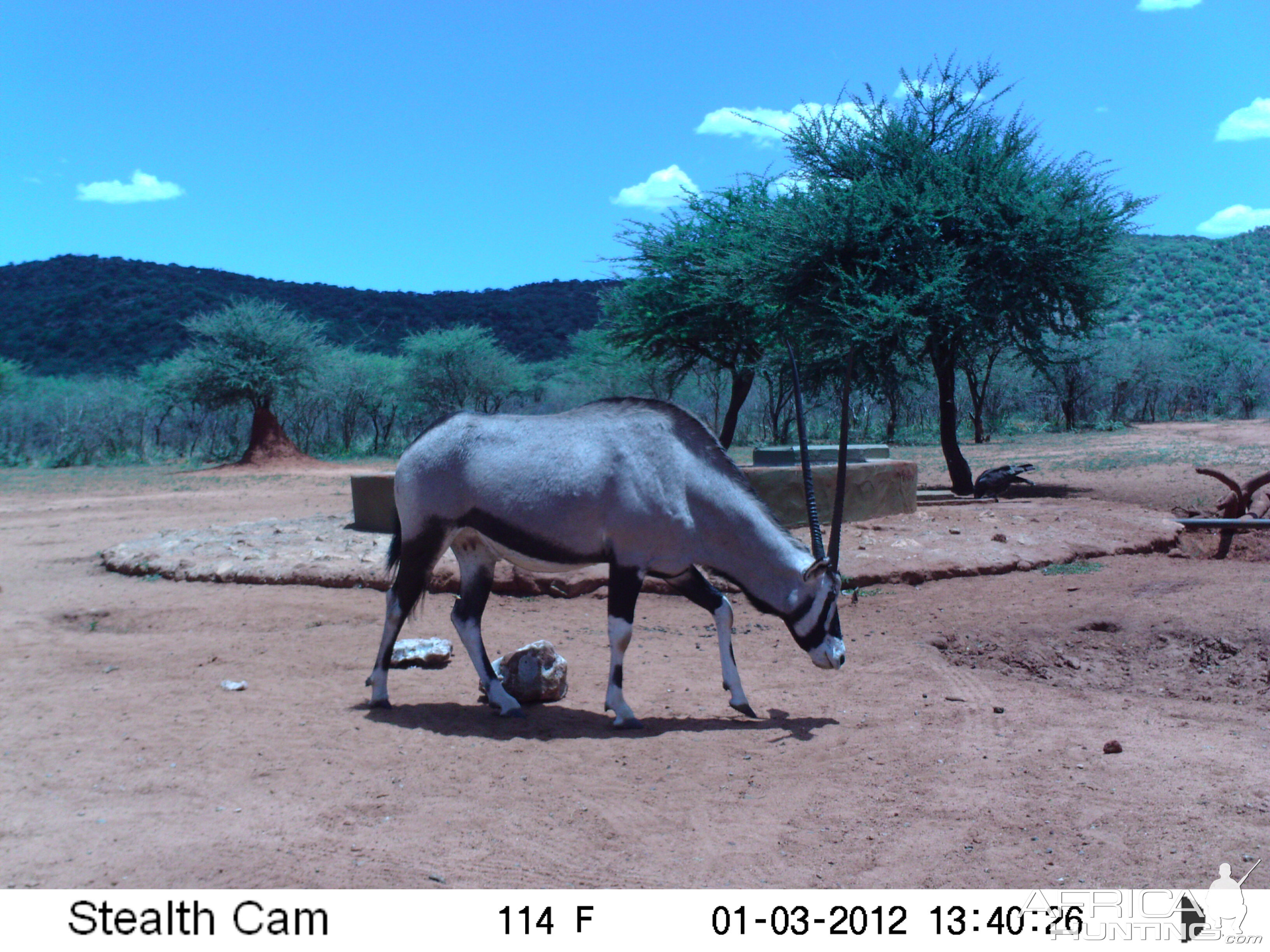 Trail Camera Namibia