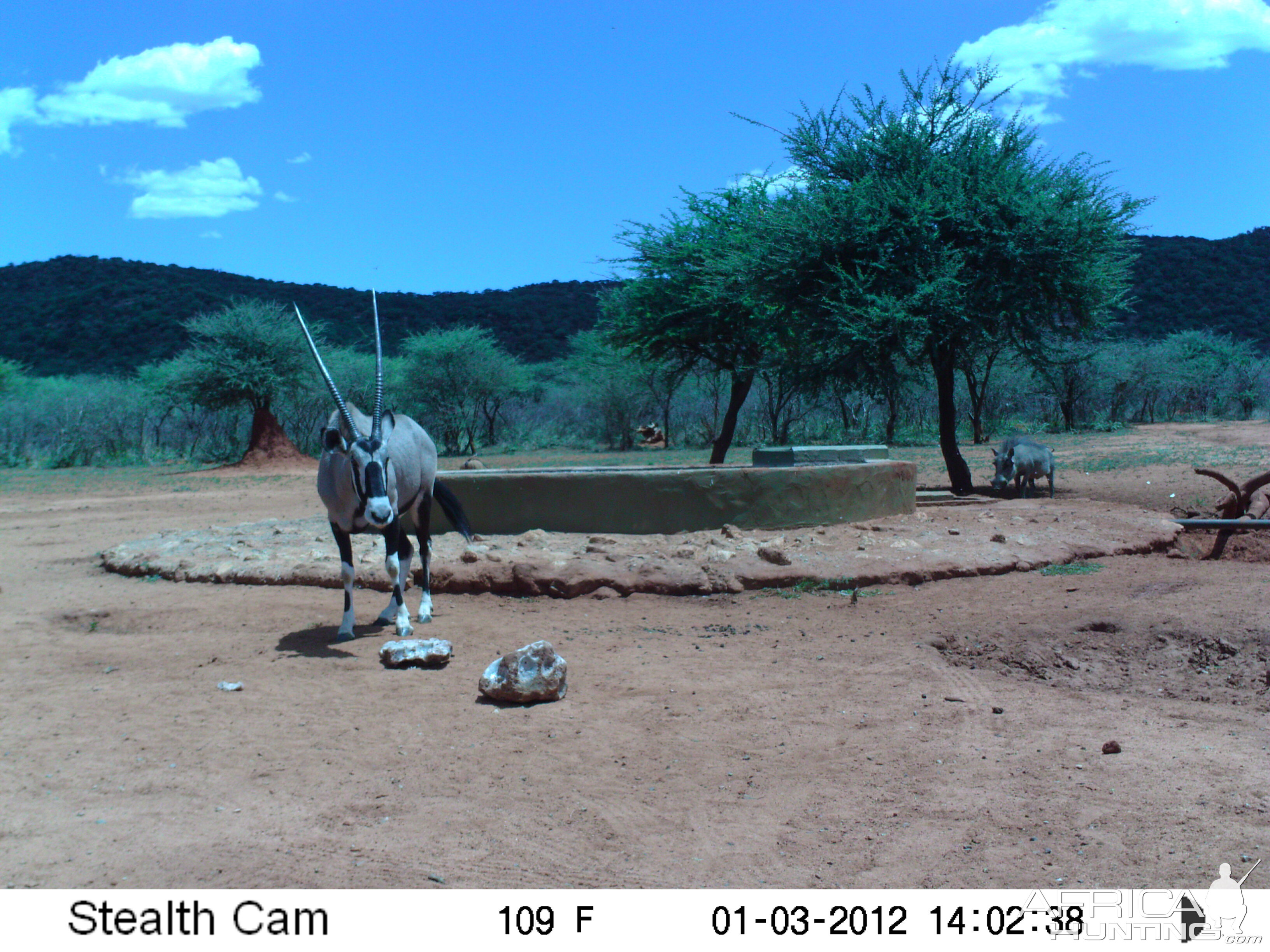 Trail Camera Namibia