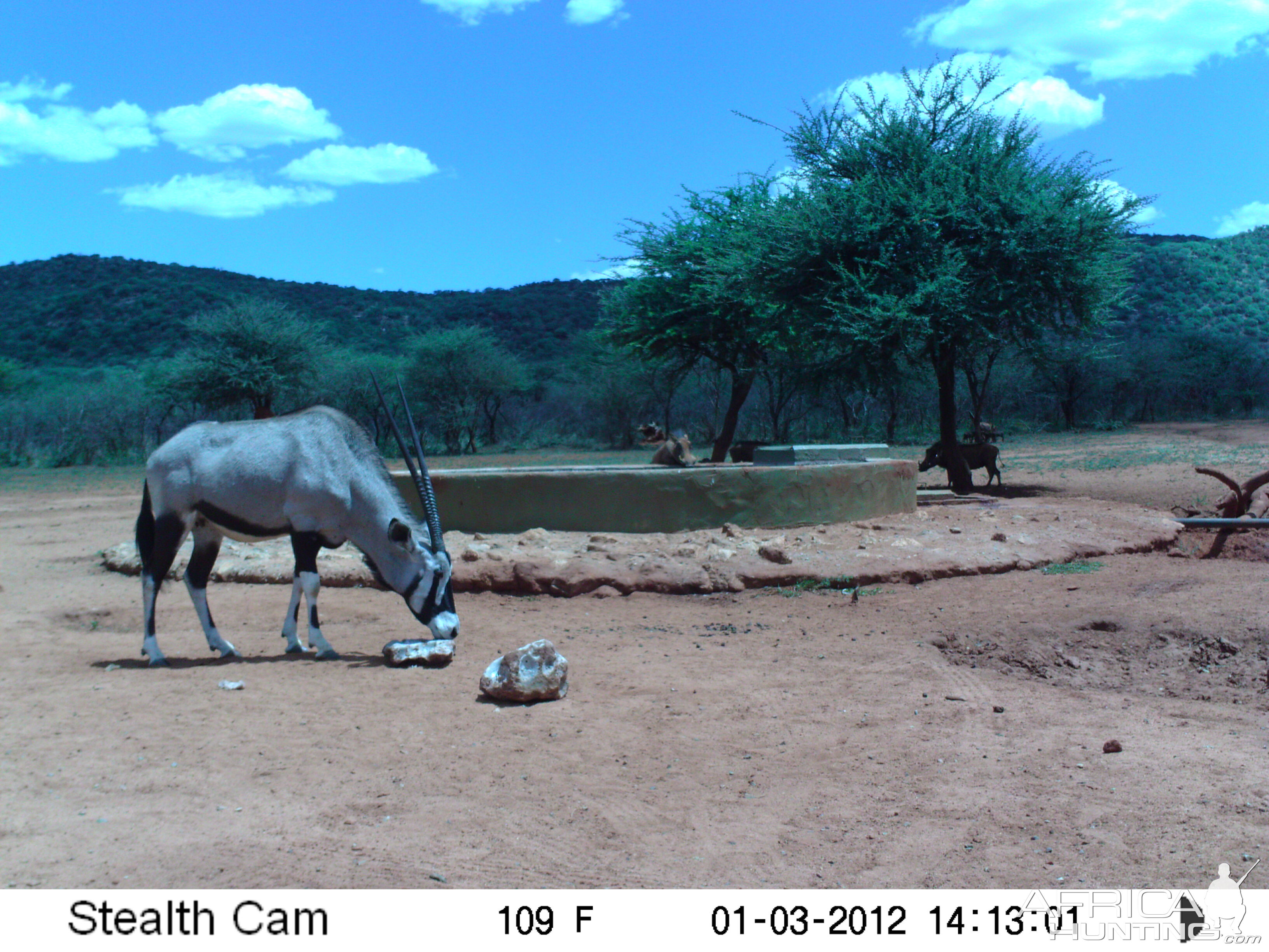 Trail Camera Namibia