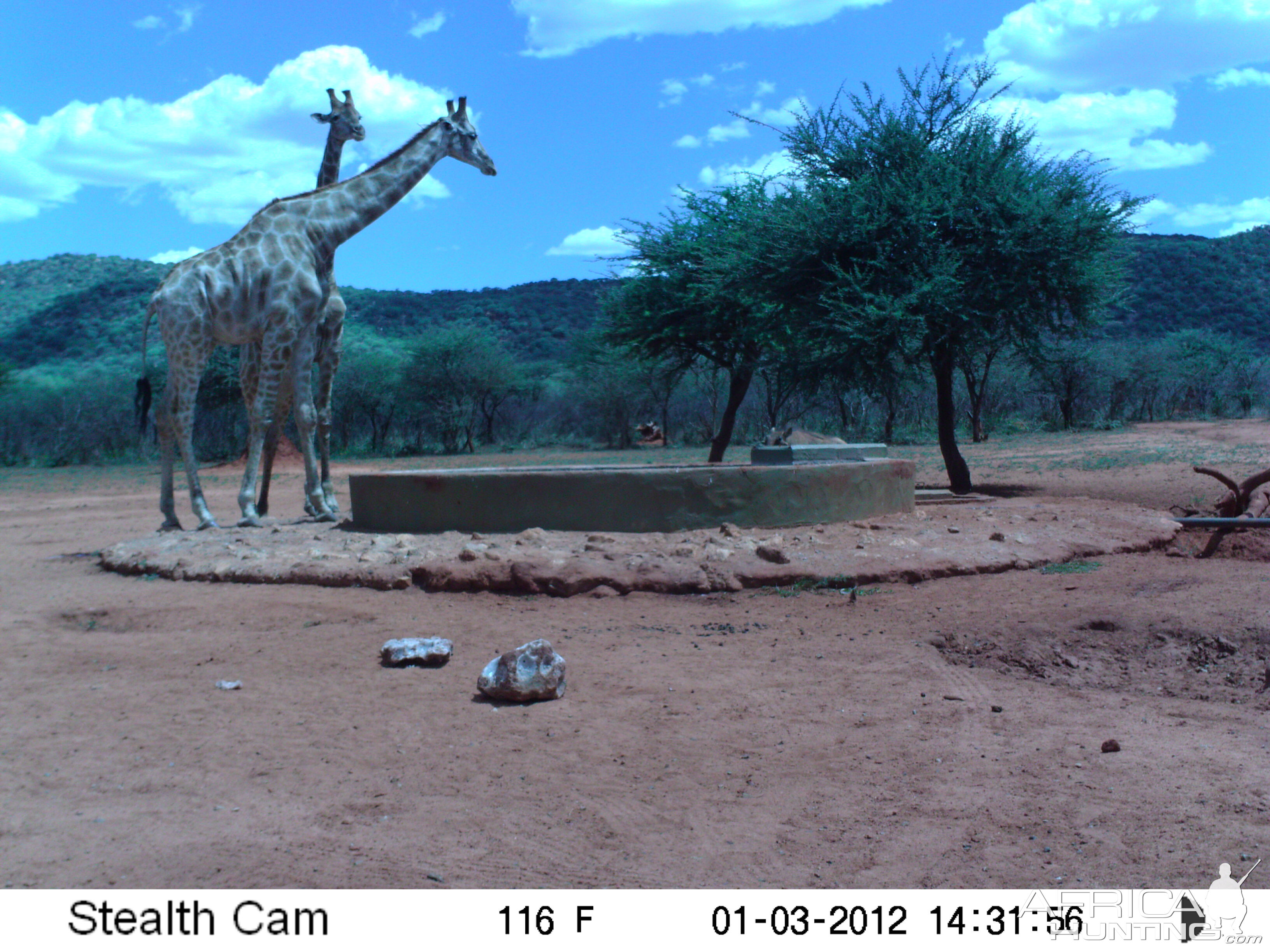 Trail Camera Namibia