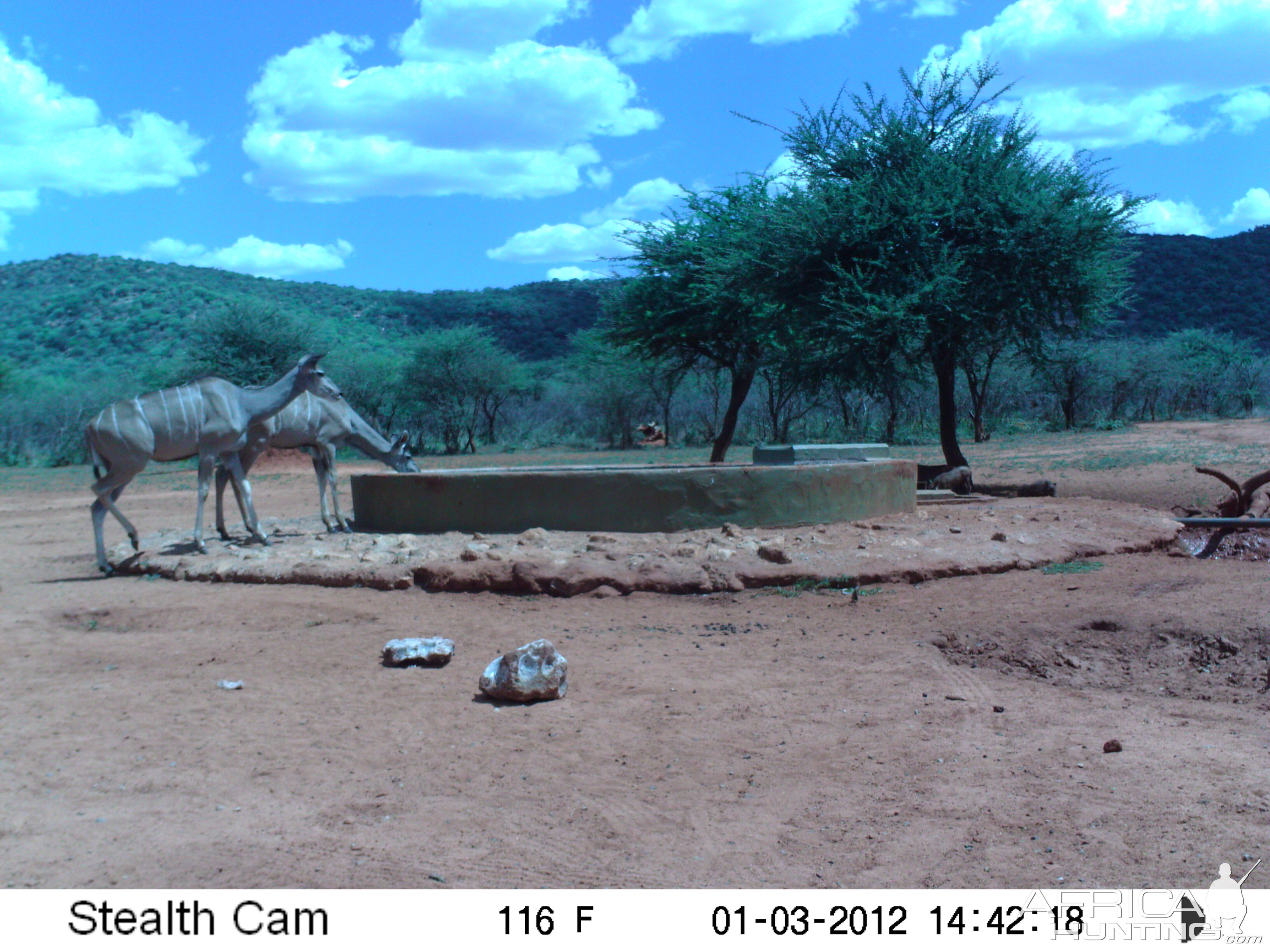 Trail Camera Namibia