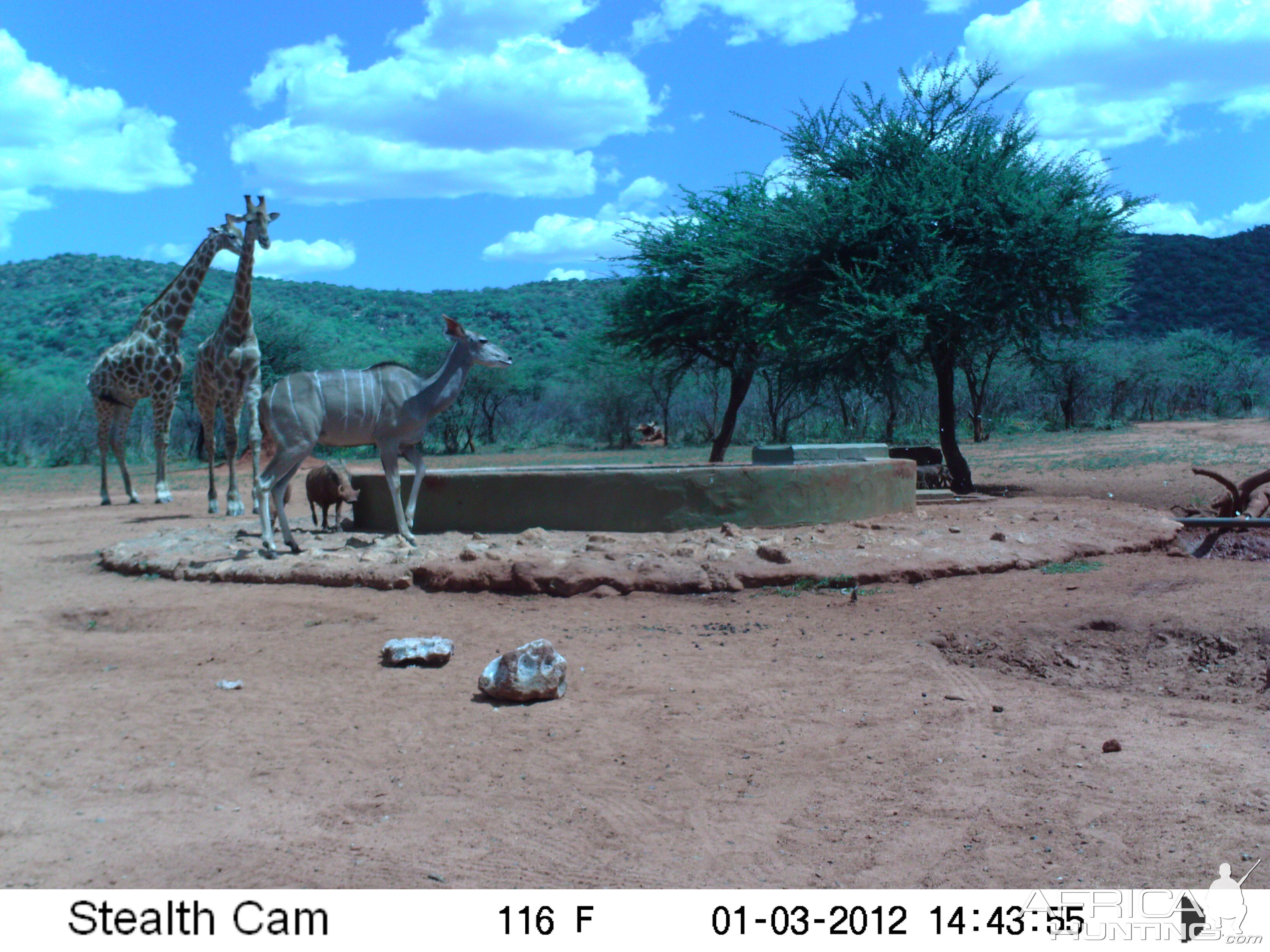 Trail Camera Namibia