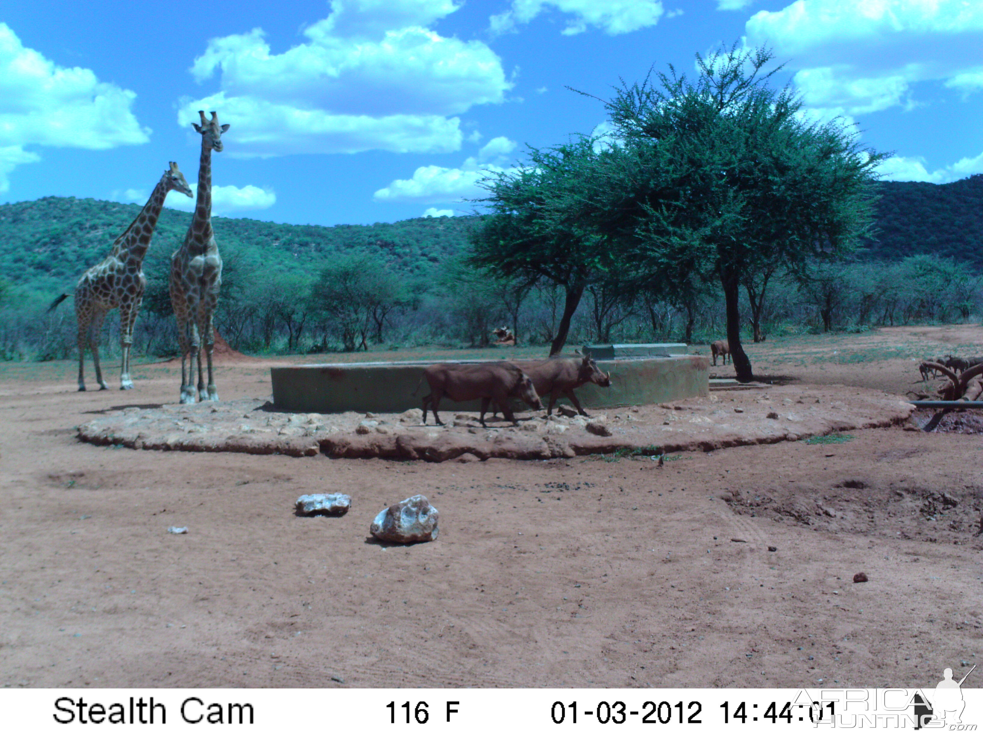 Trail Camera Namibia