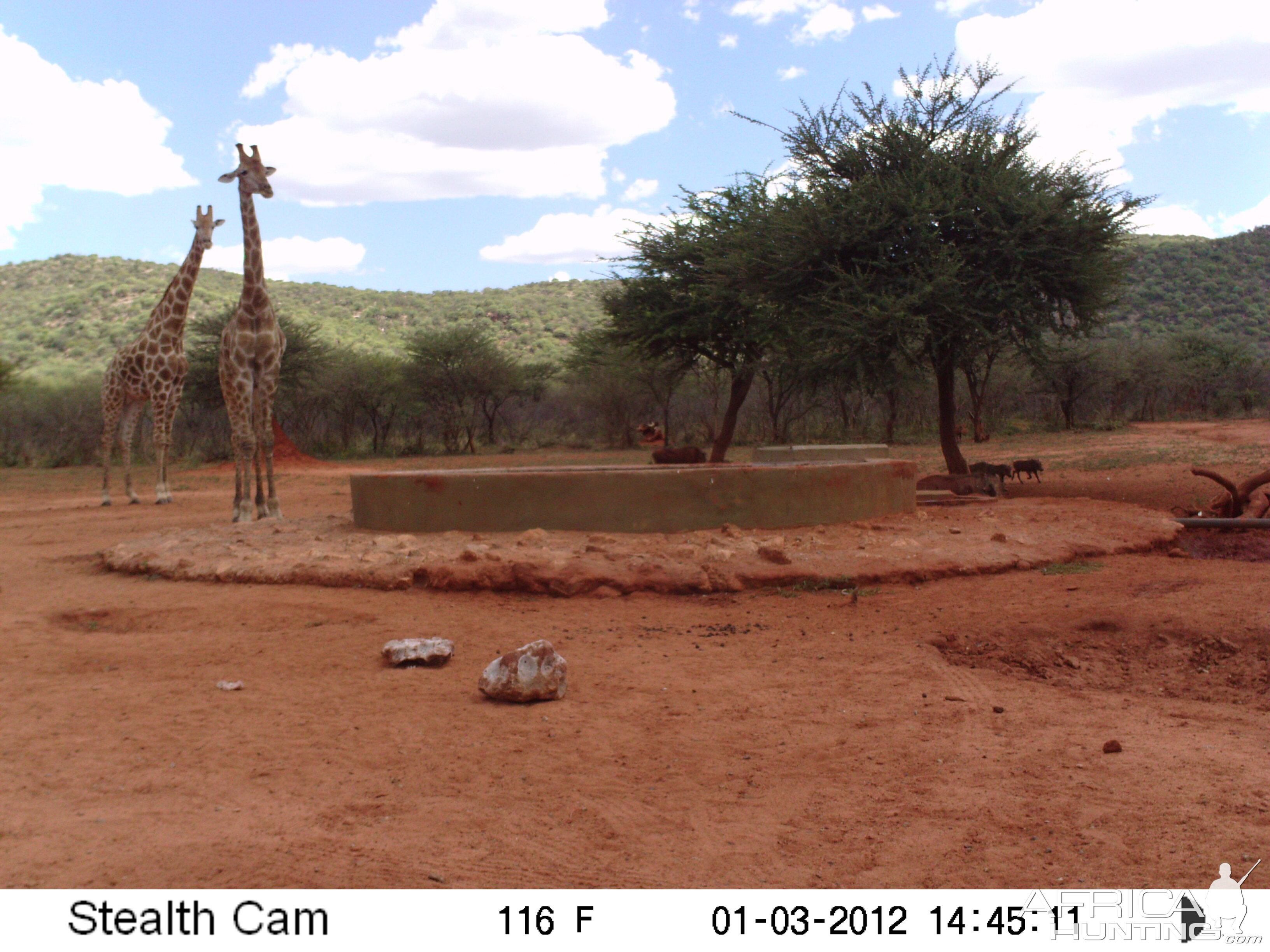 Trail Camera Namibia