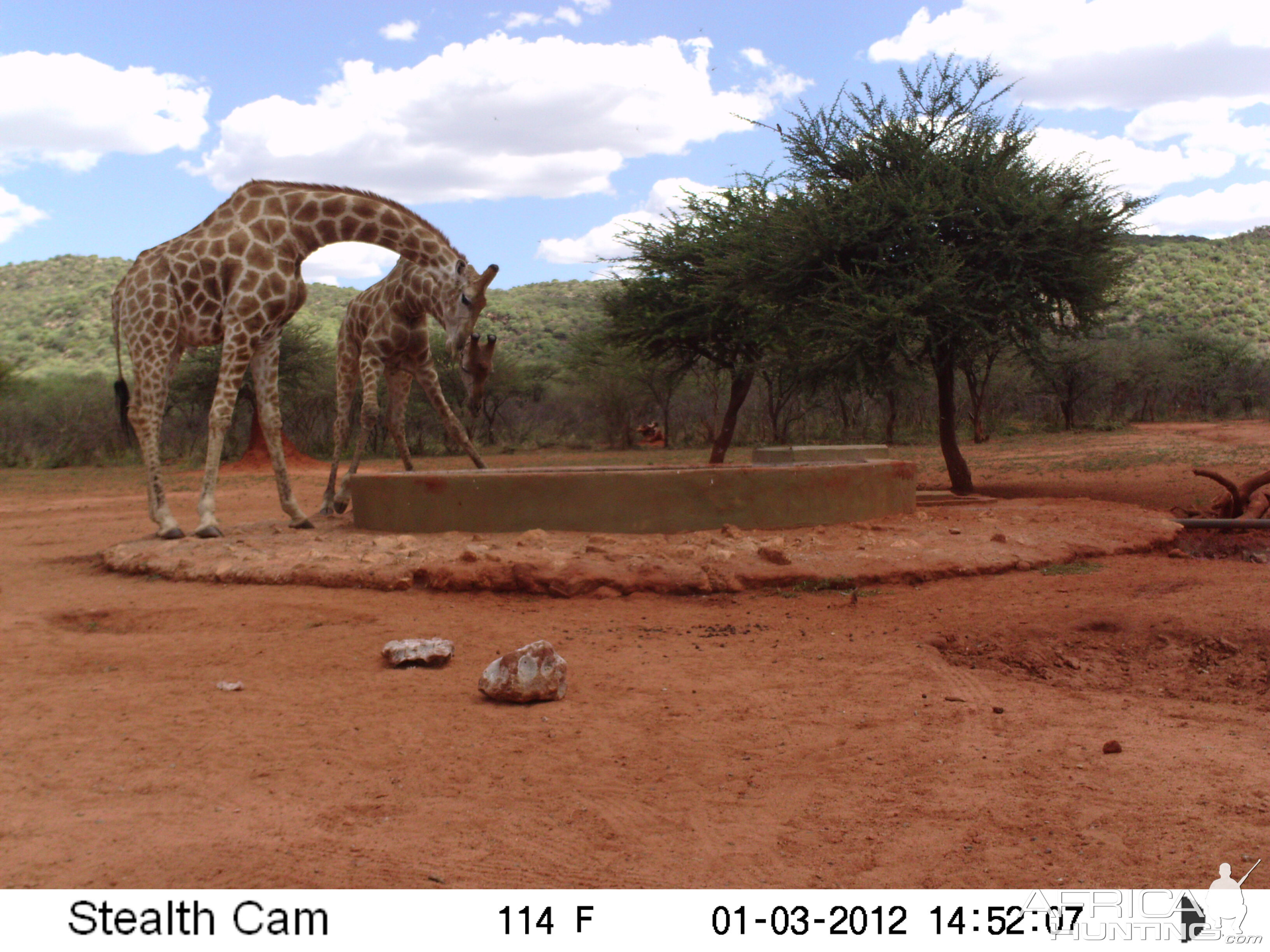 Trail Camera Namibia