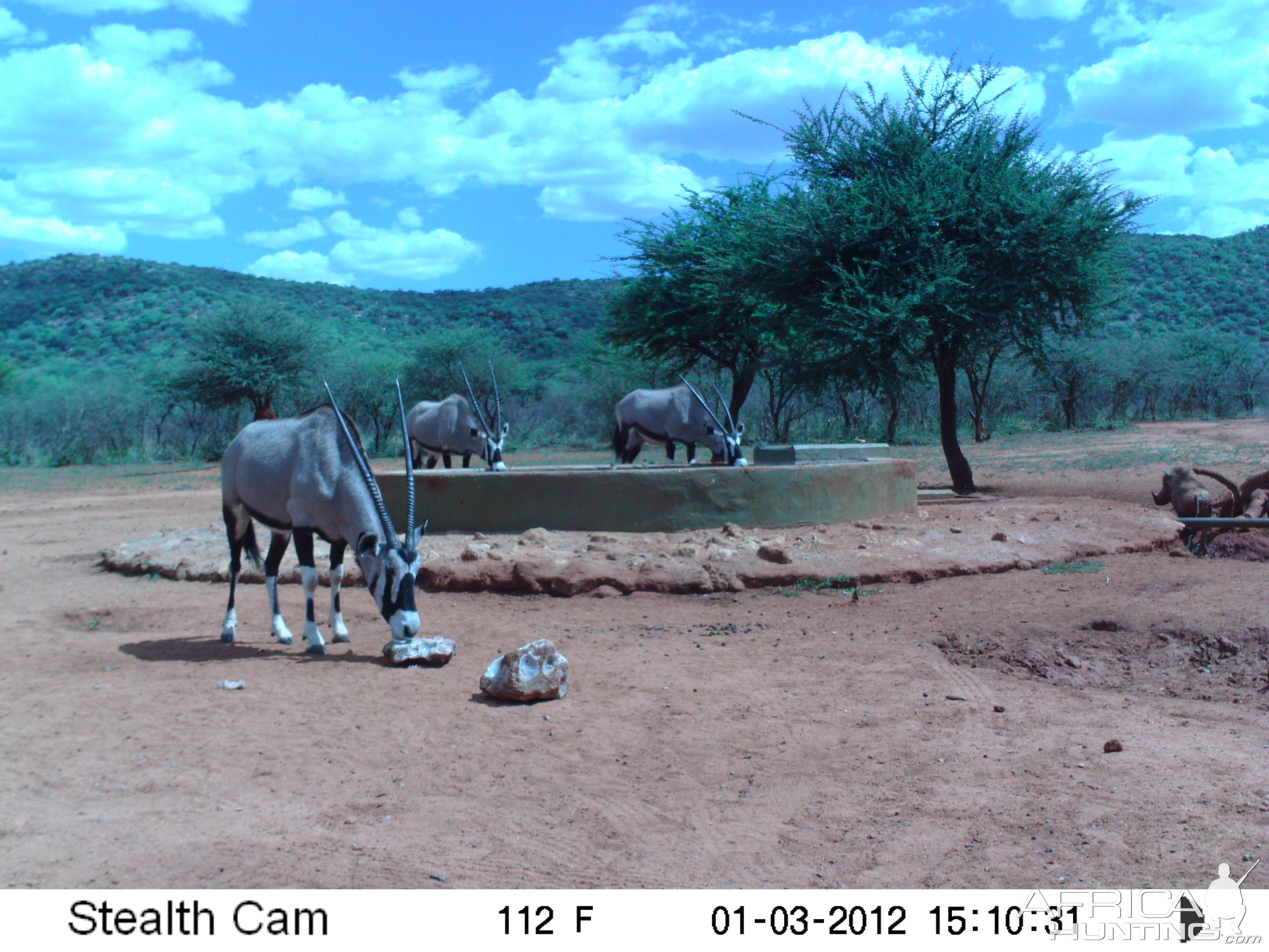 Trail Camera Namibia