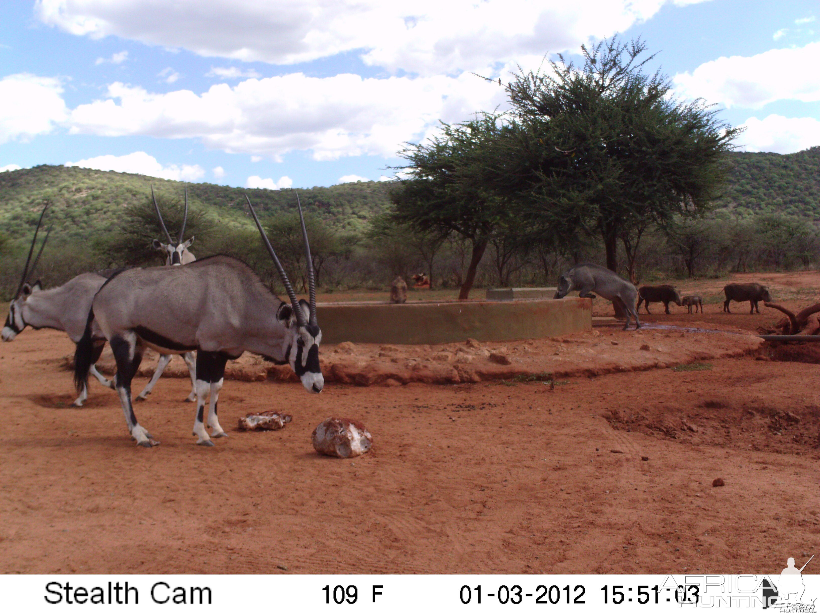 Trail Camera Namibia