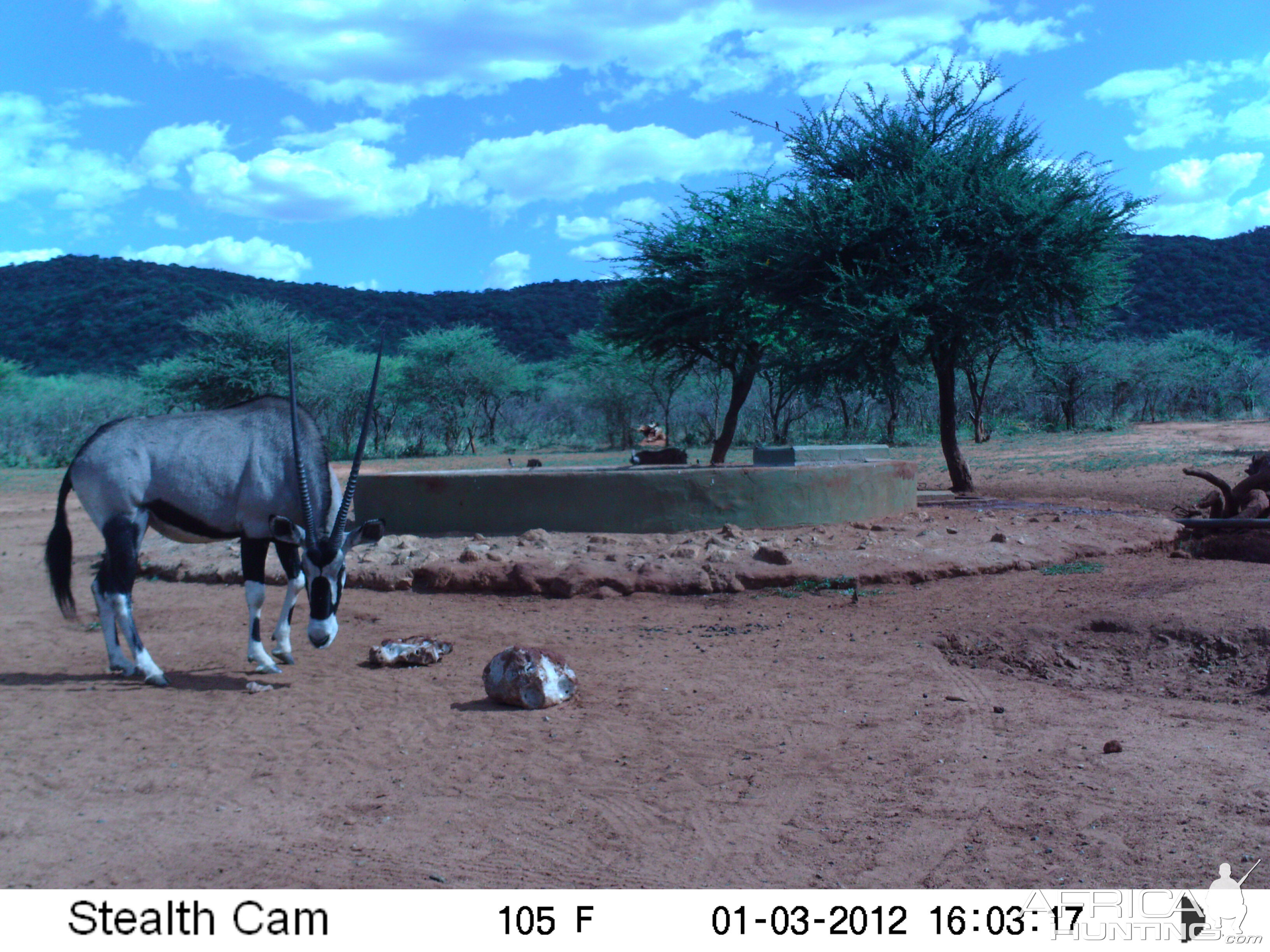 Trail Camera Namibia