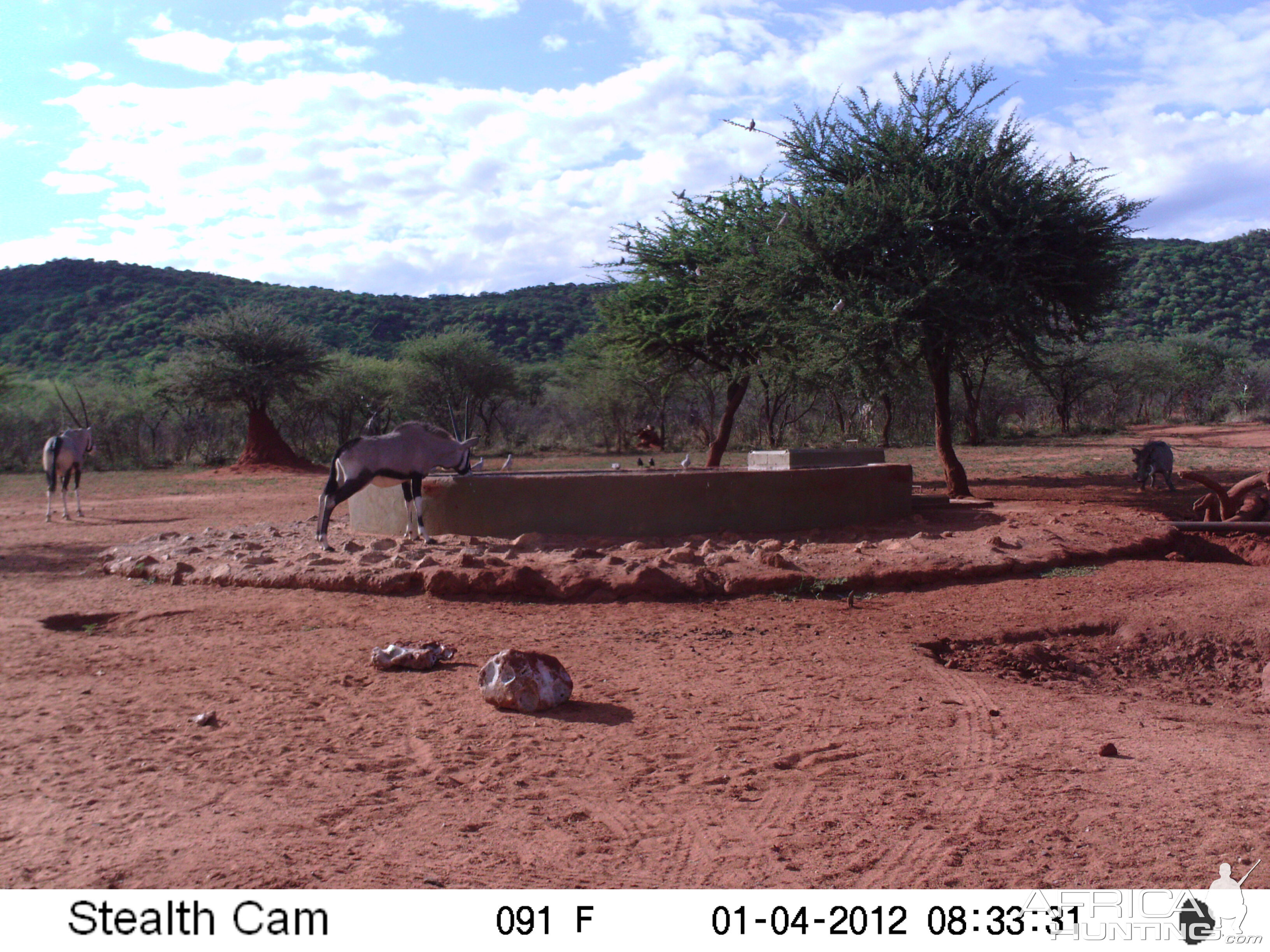 Trail Camera Namibia