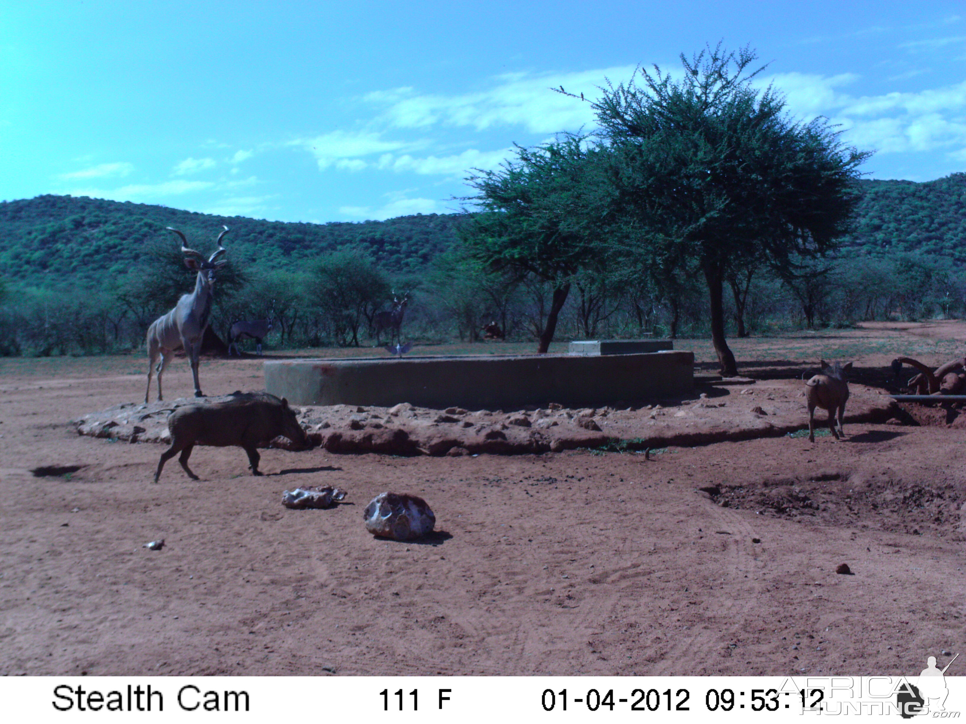 Trail Camera Namibia