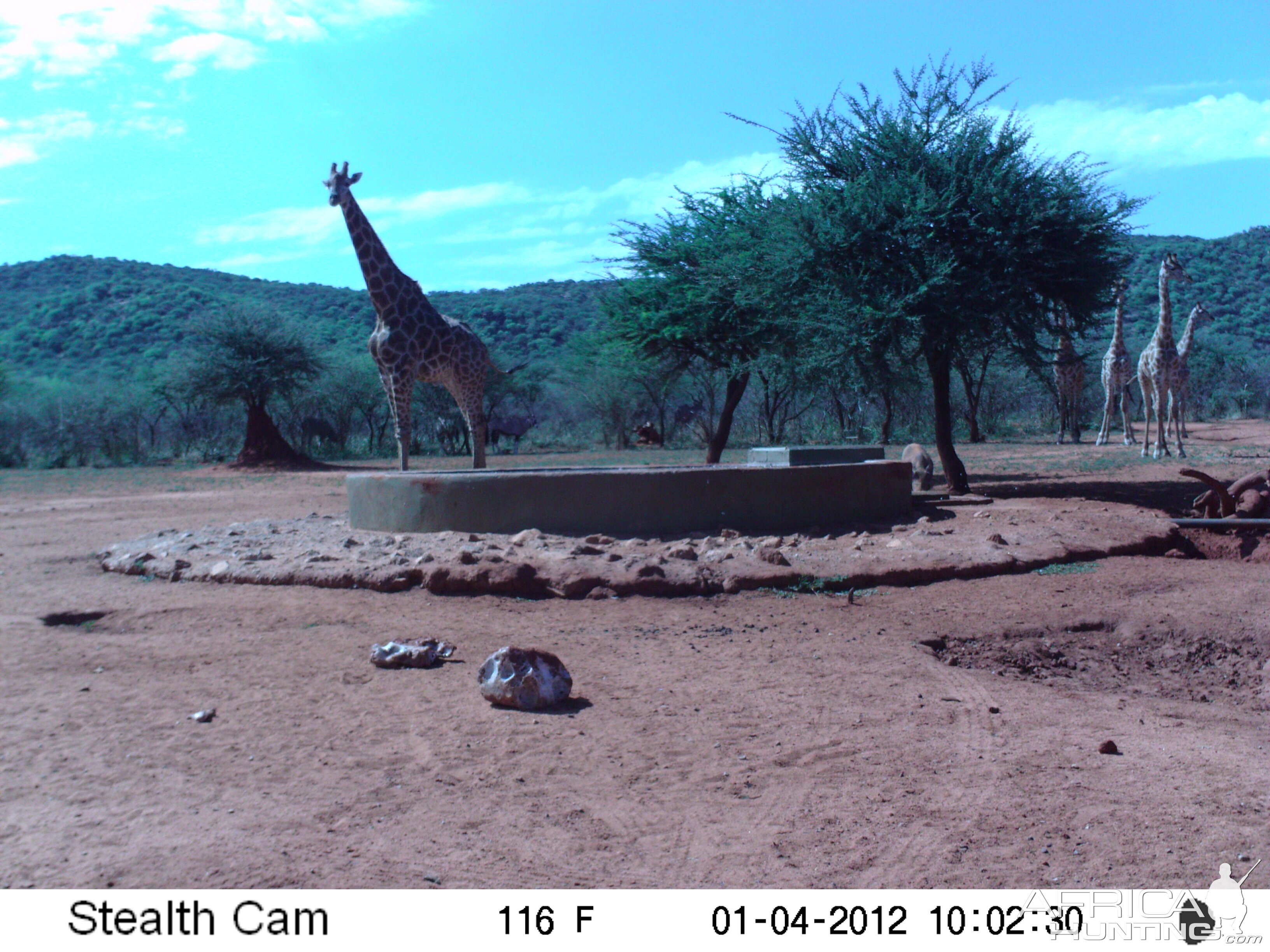 Trail Camera Namibia