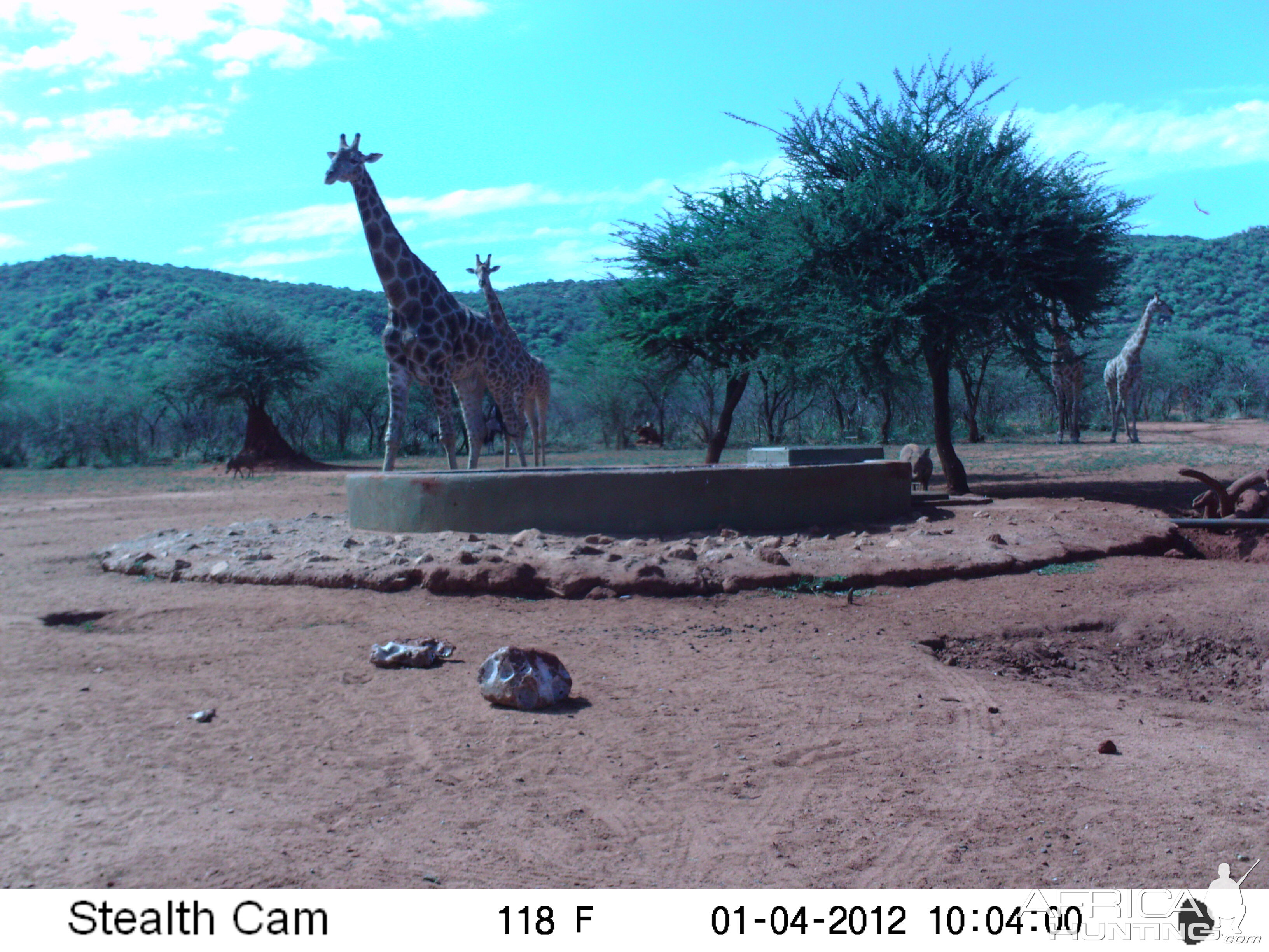 Trail Camera Namibia