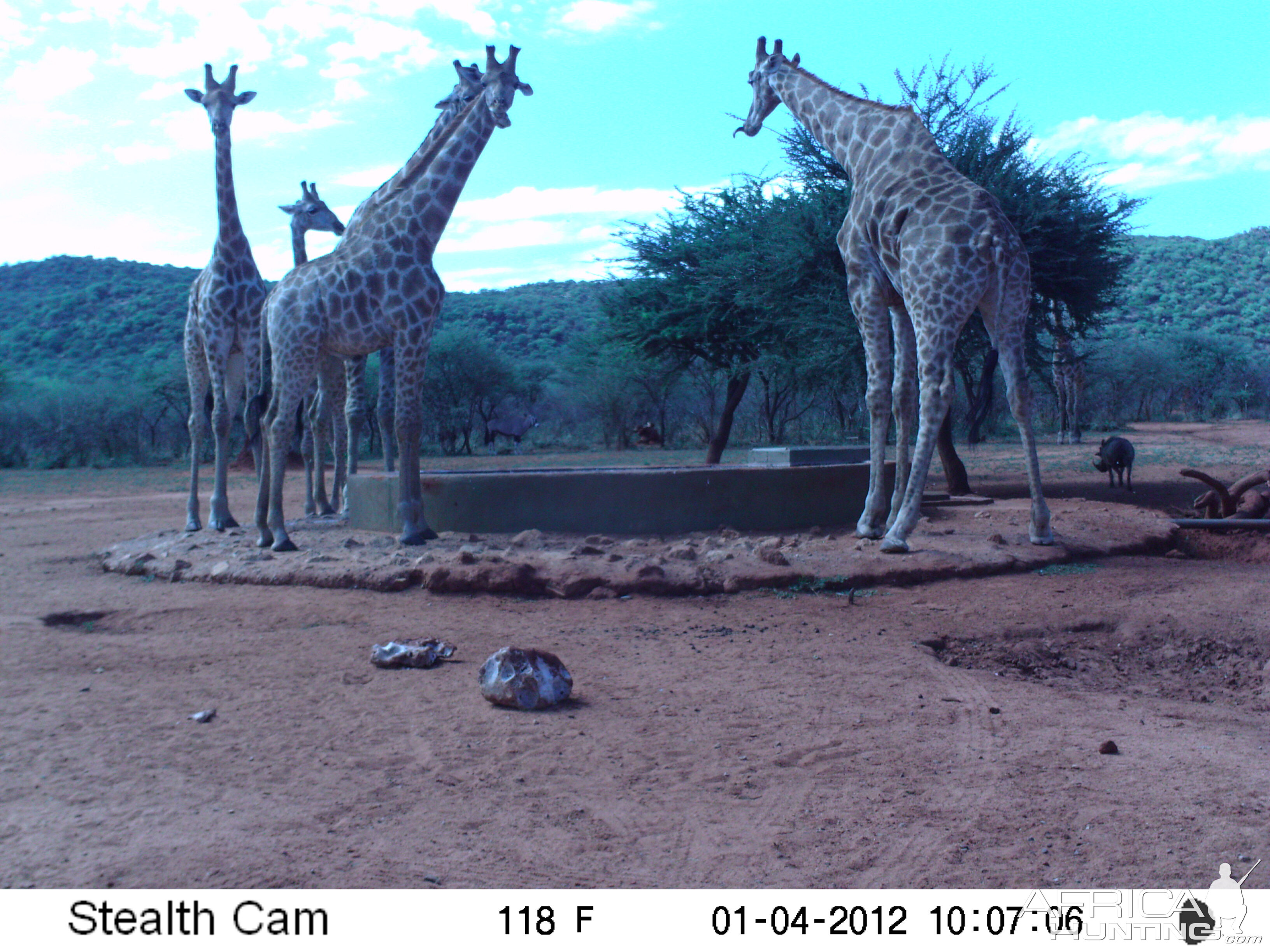 Trail Camera Namibia