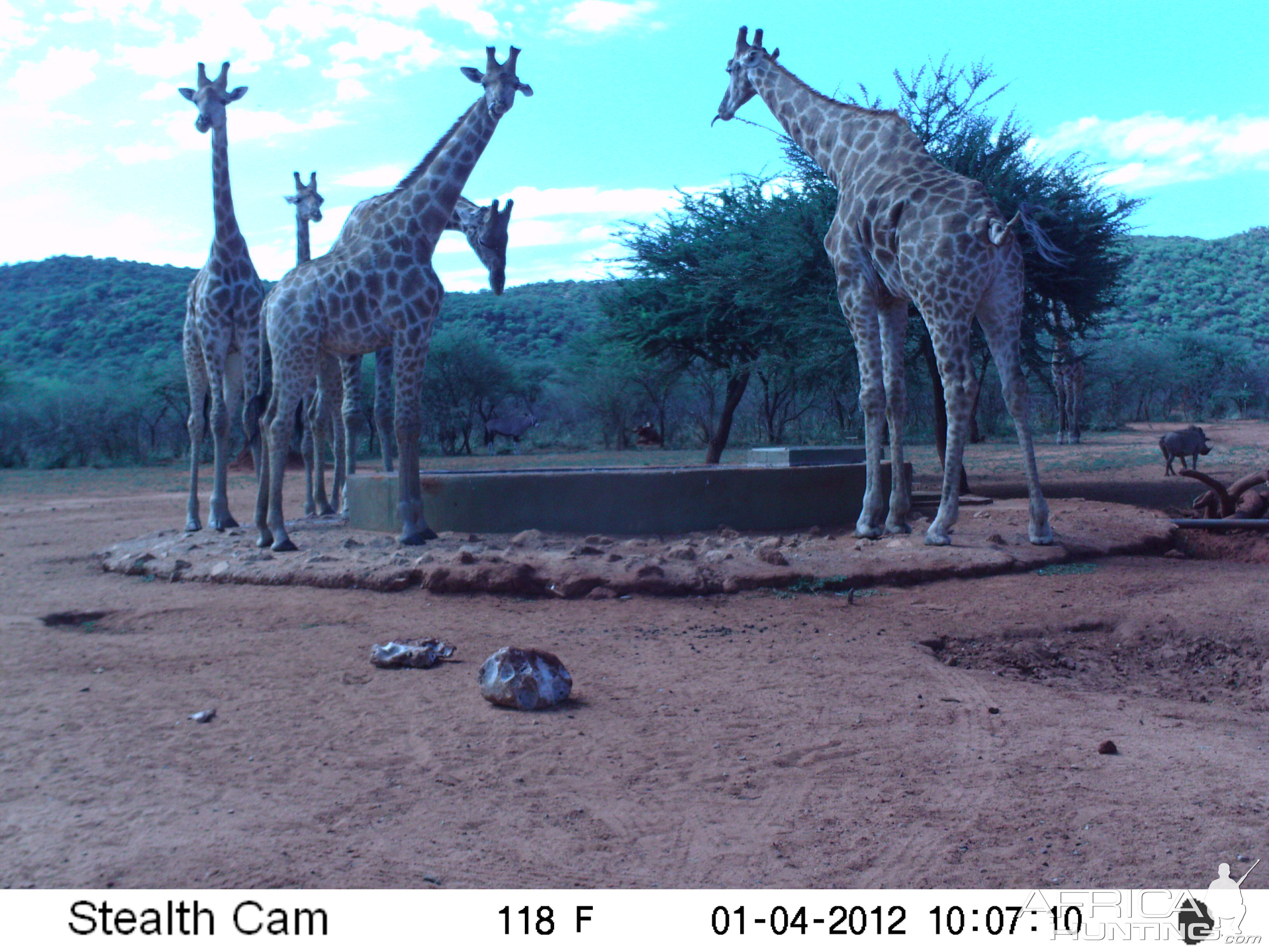 Trail Camera Namibia