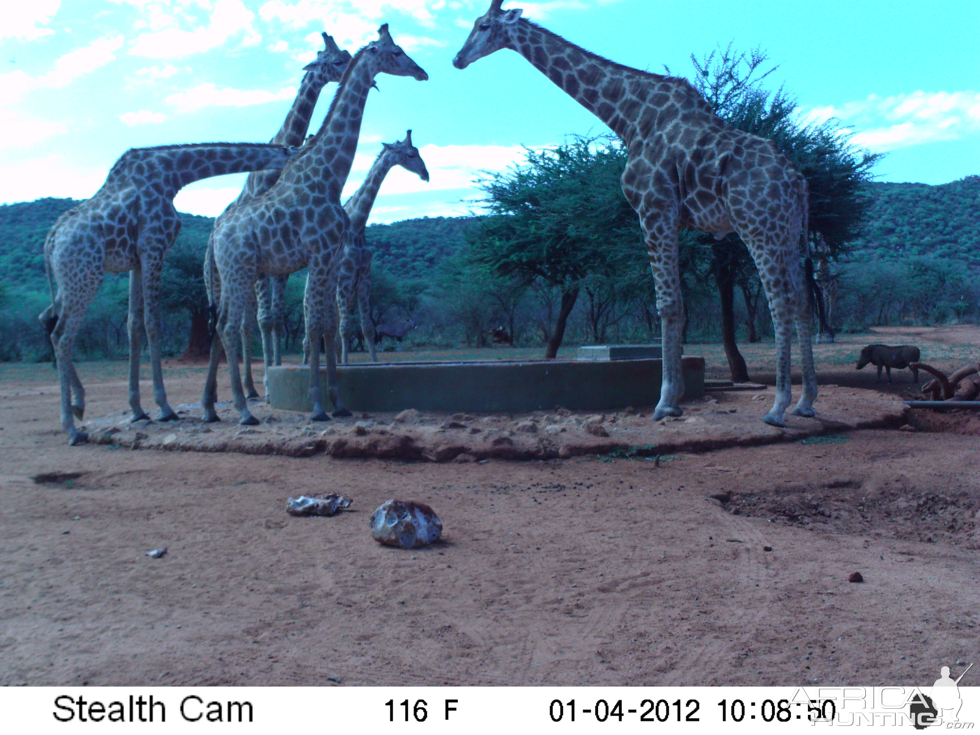 Trail Camera Namibia