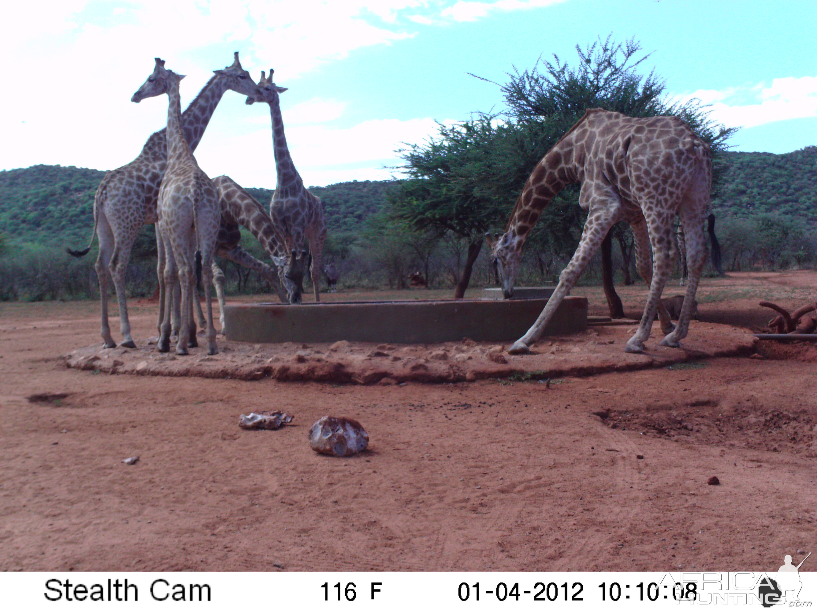 Trail Camera Namibia