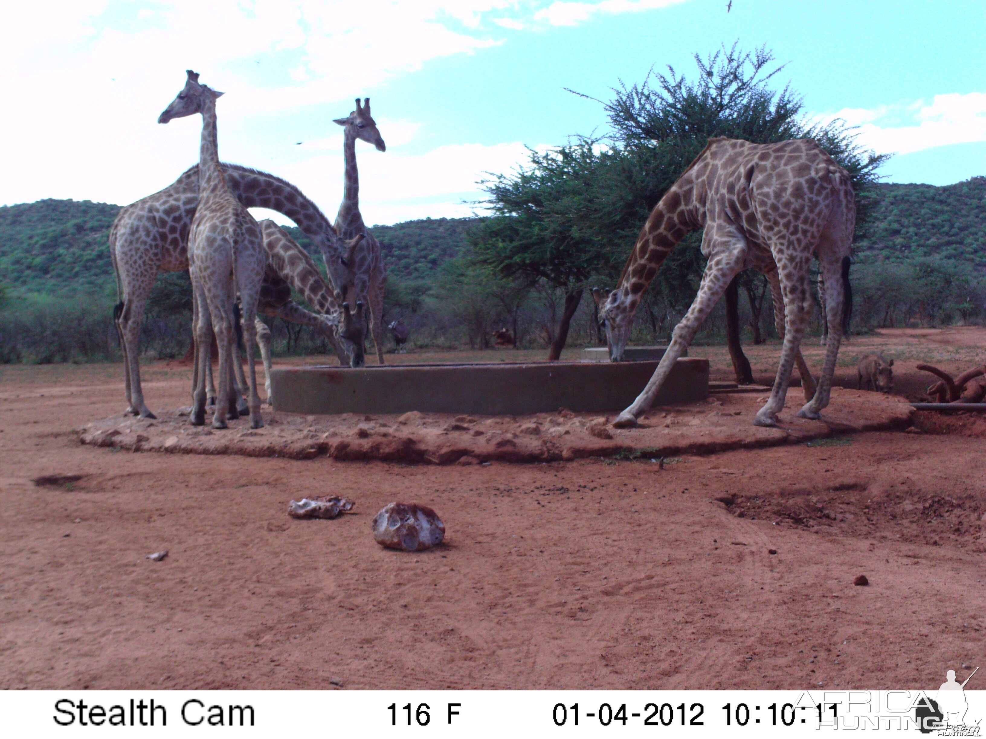 Trail Camera Namibia