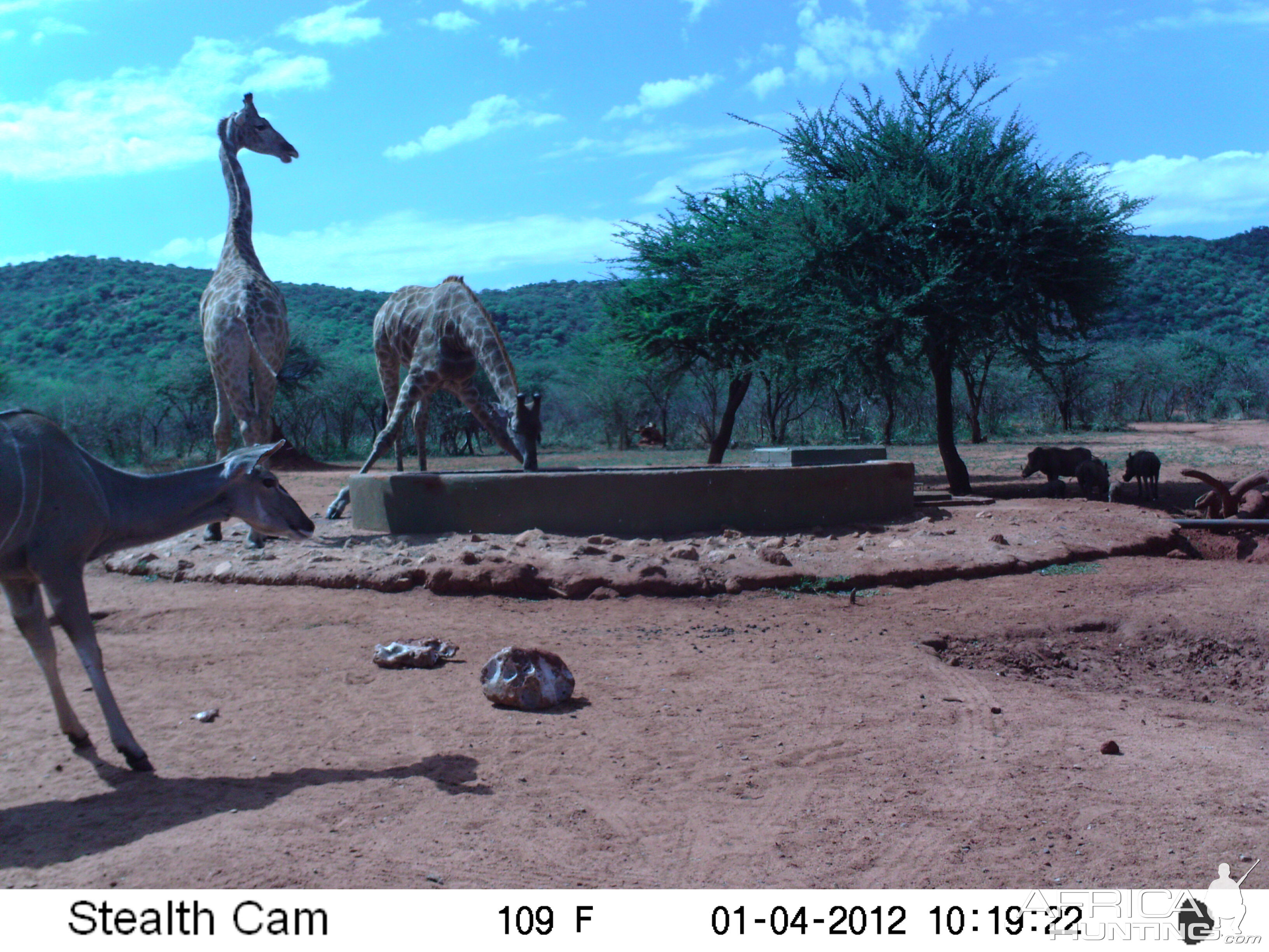 Trail Camera Namibia