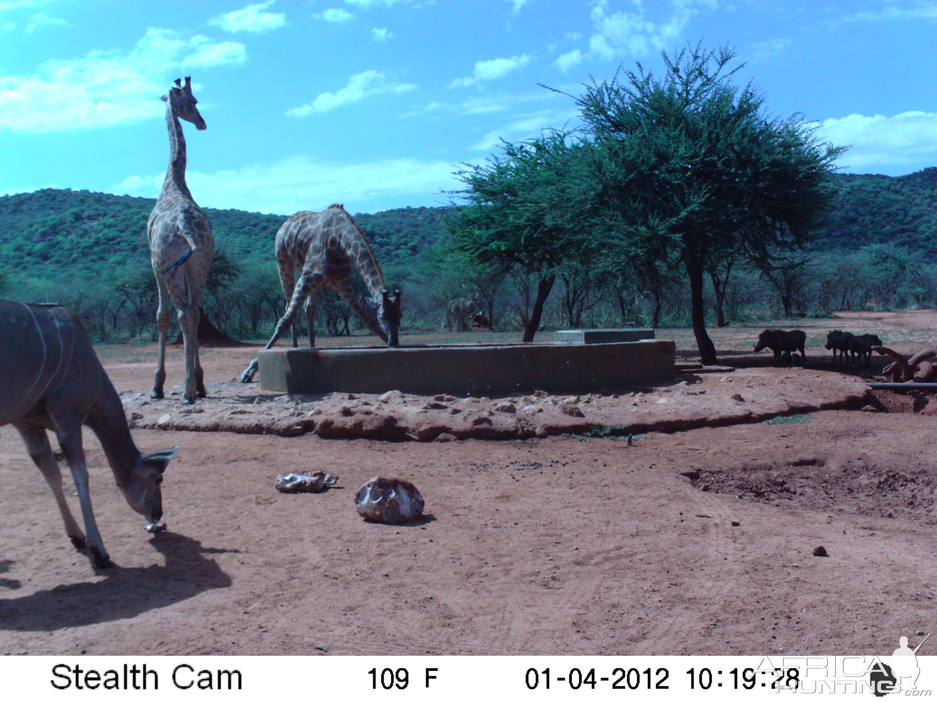 Trail Camera Namibia