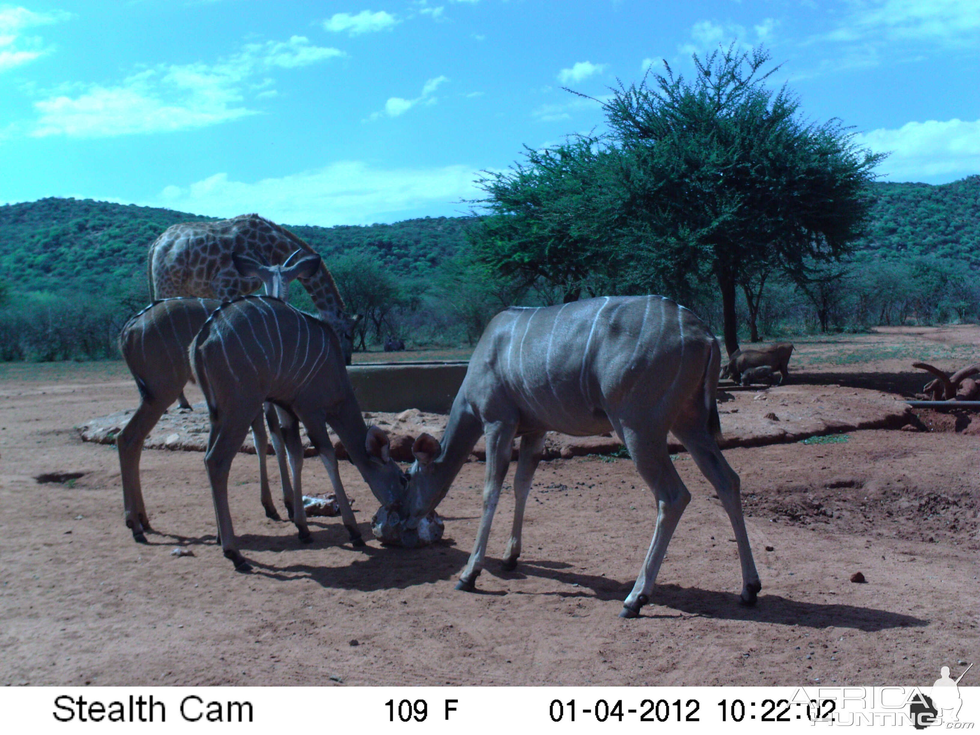 Trail Camera Namibia