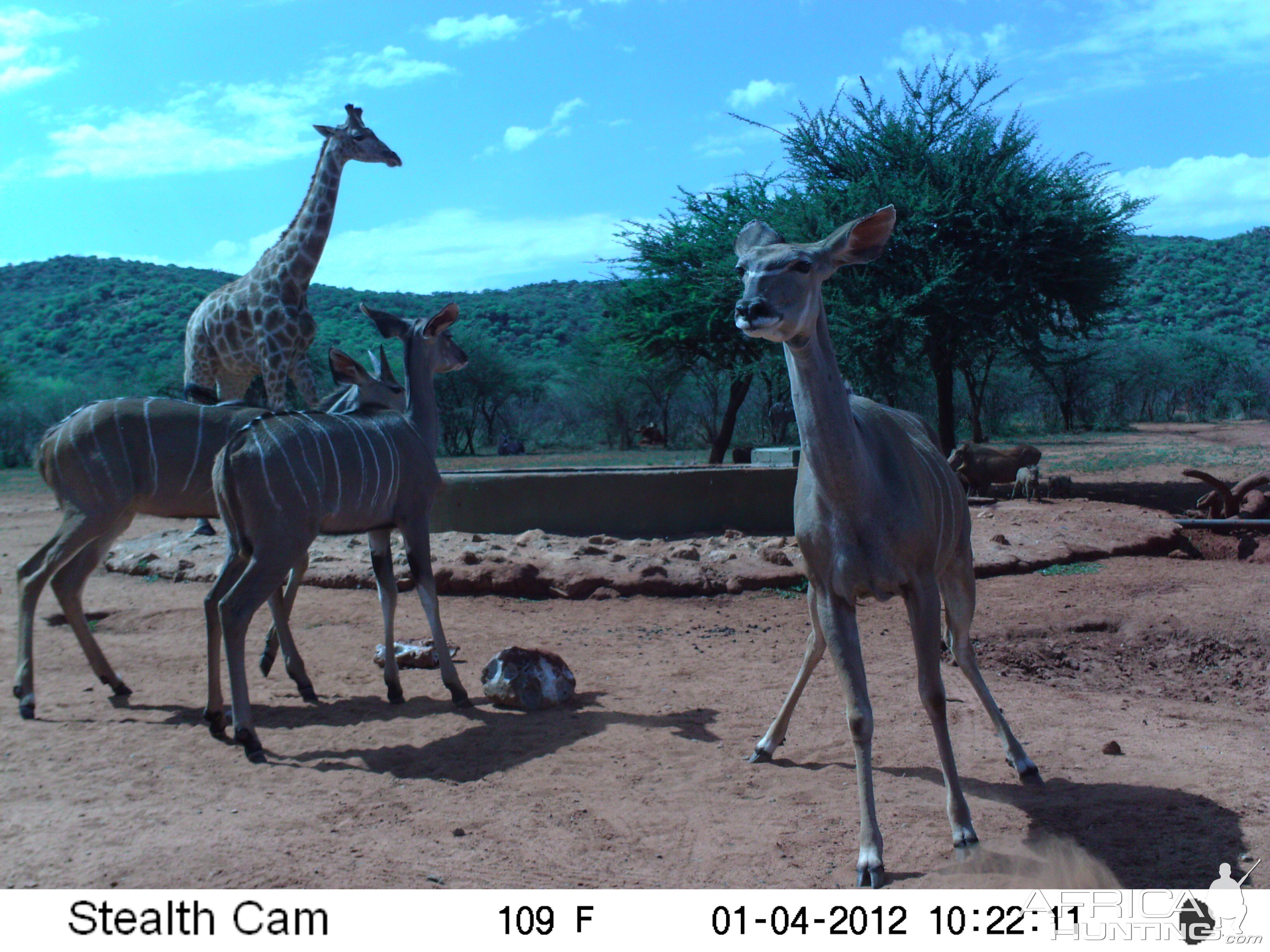 Trail Camera Namibia