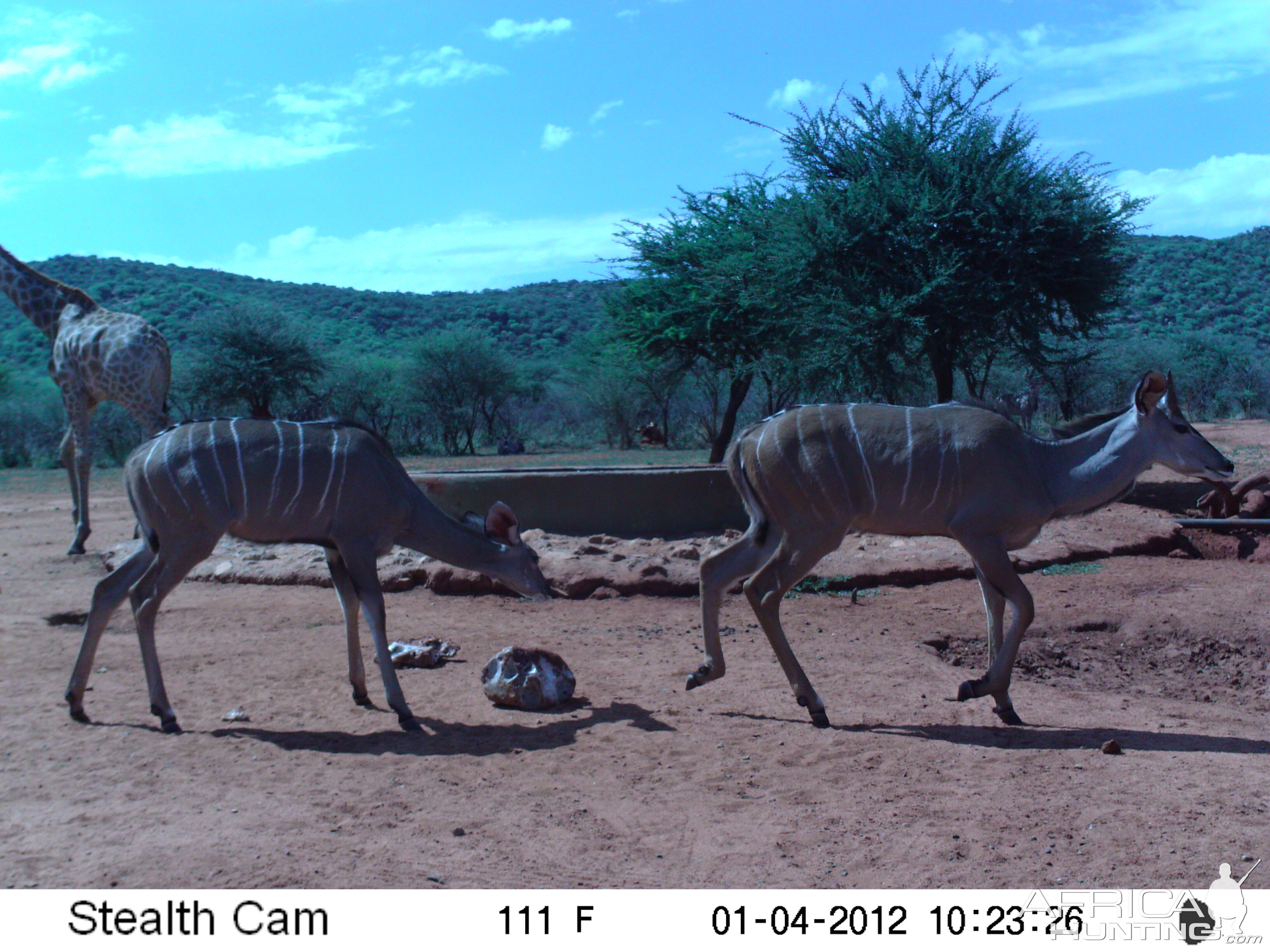 Trail Camera Namibia