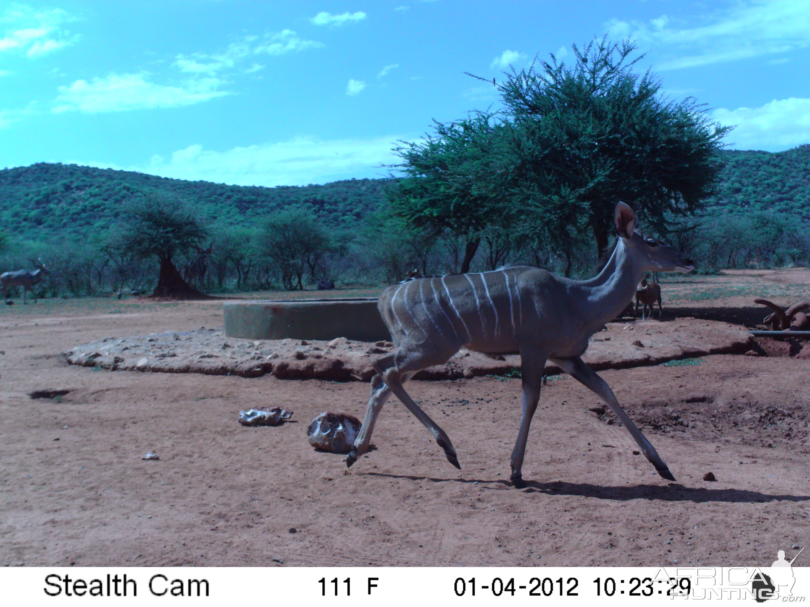 Trail Camera Namibia