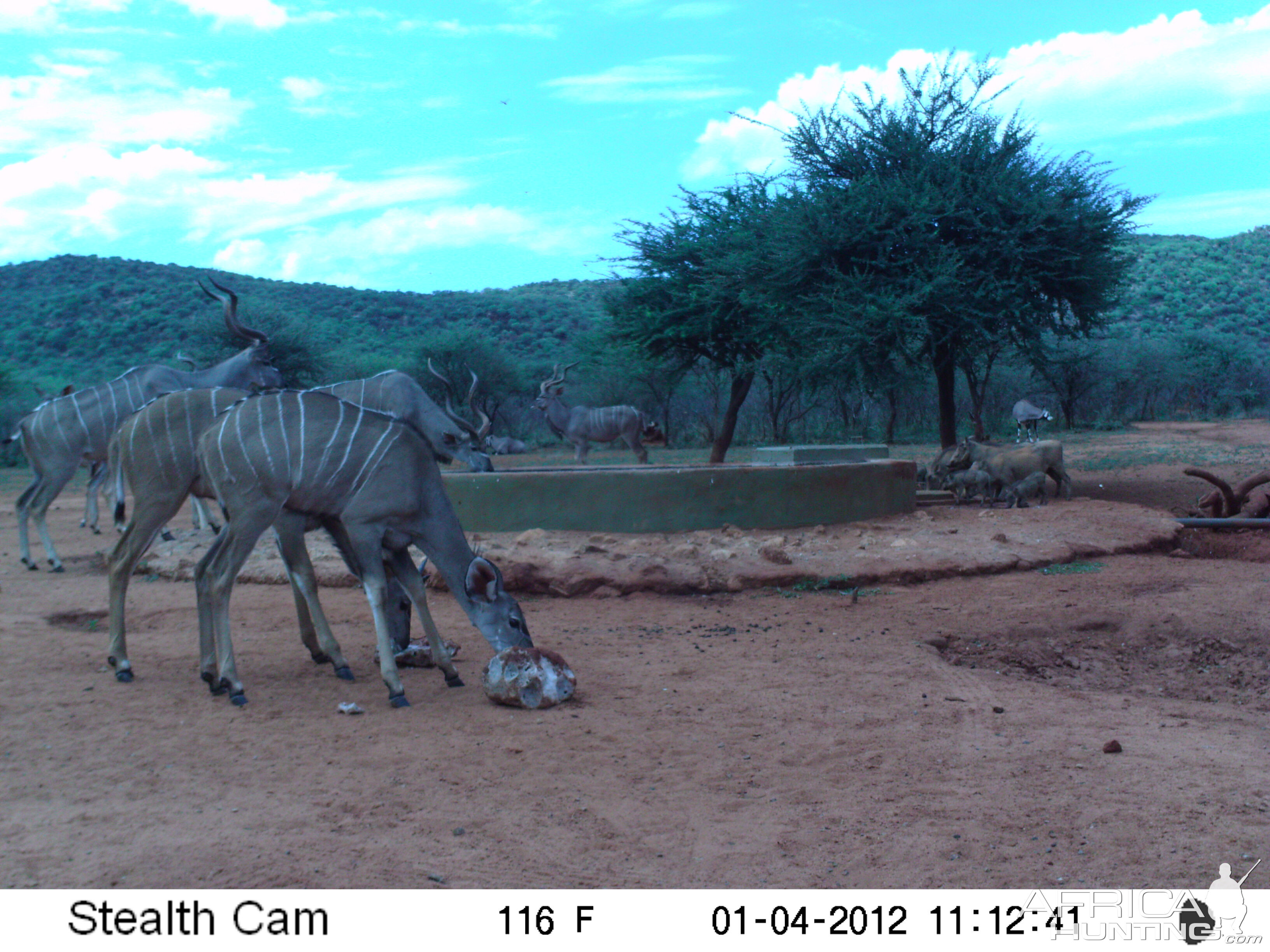 Trail Camera Namibia