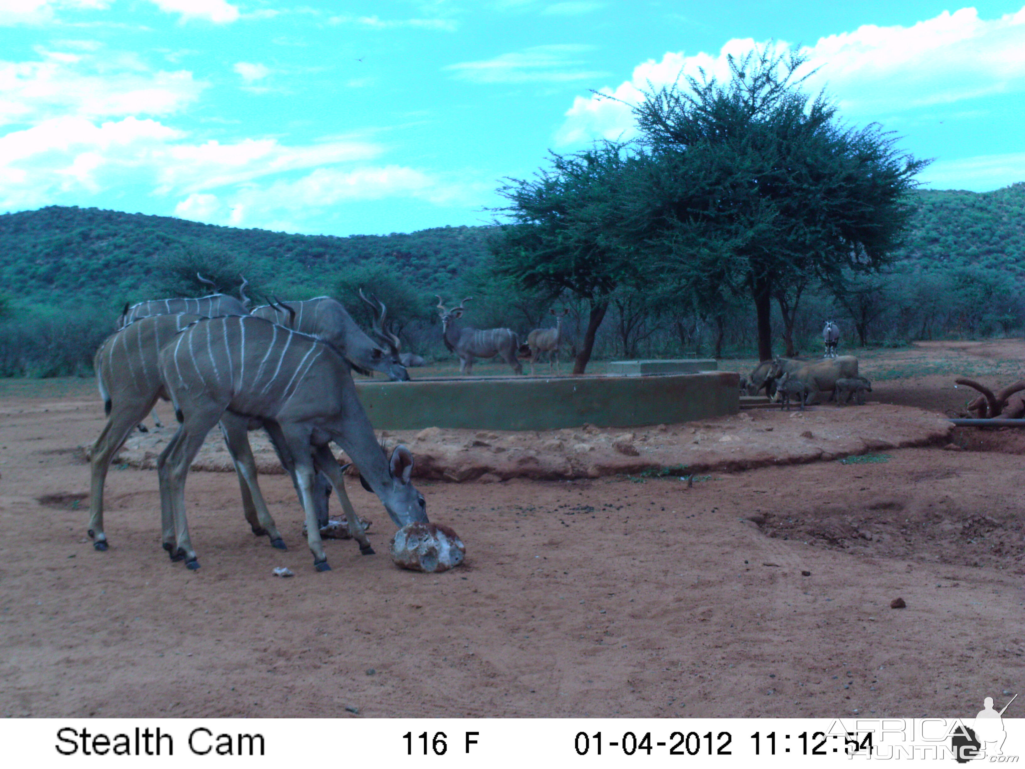 Trail Camera Namibia