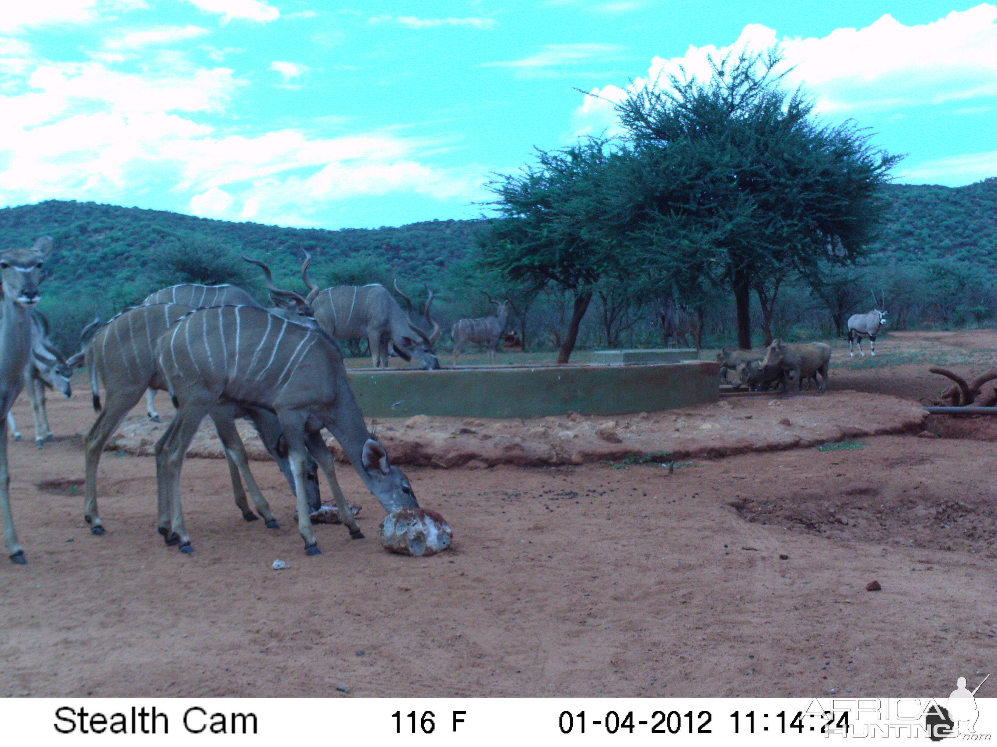 Trail Camera Namibia