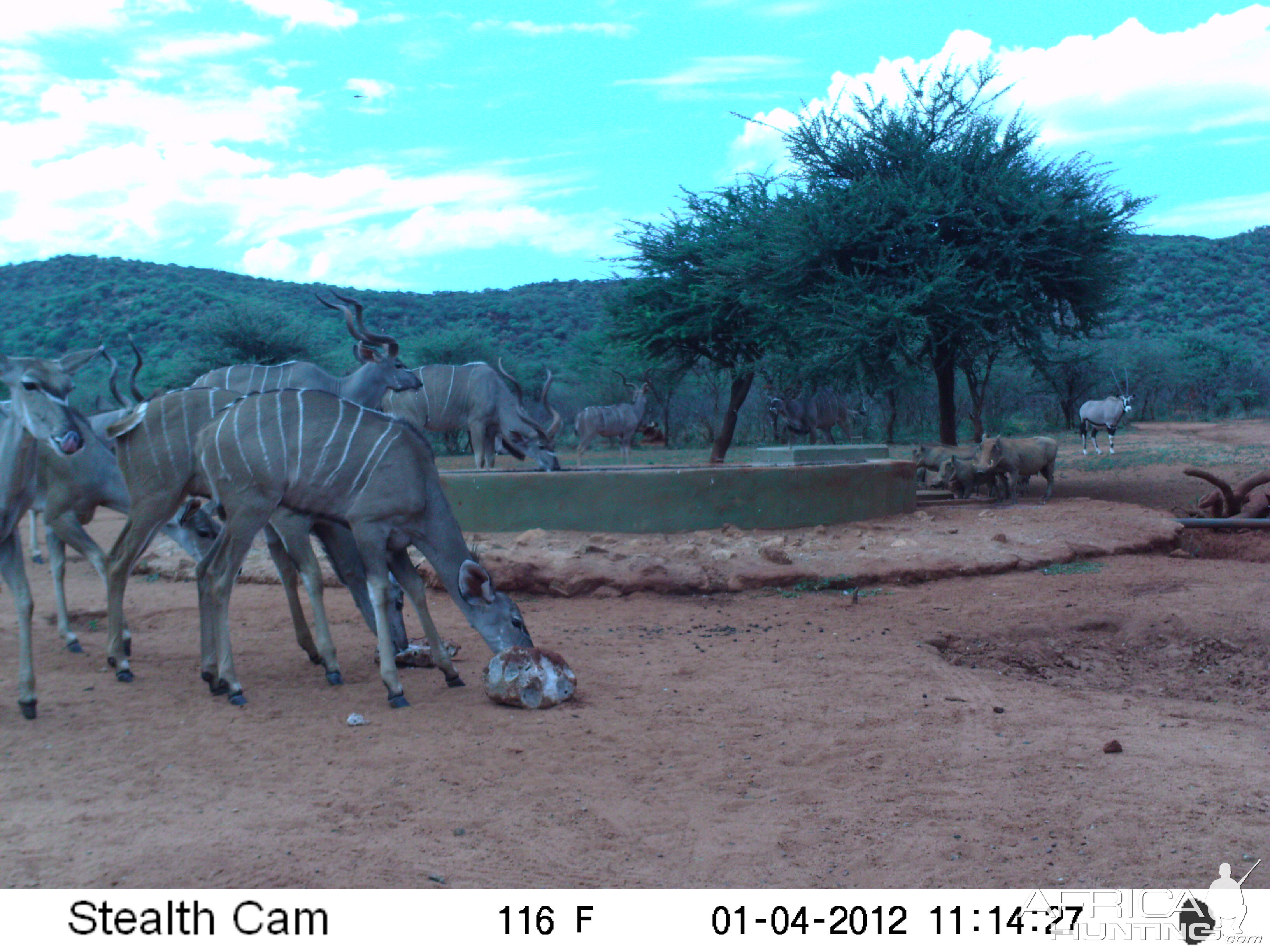 Trail Camera Namibia