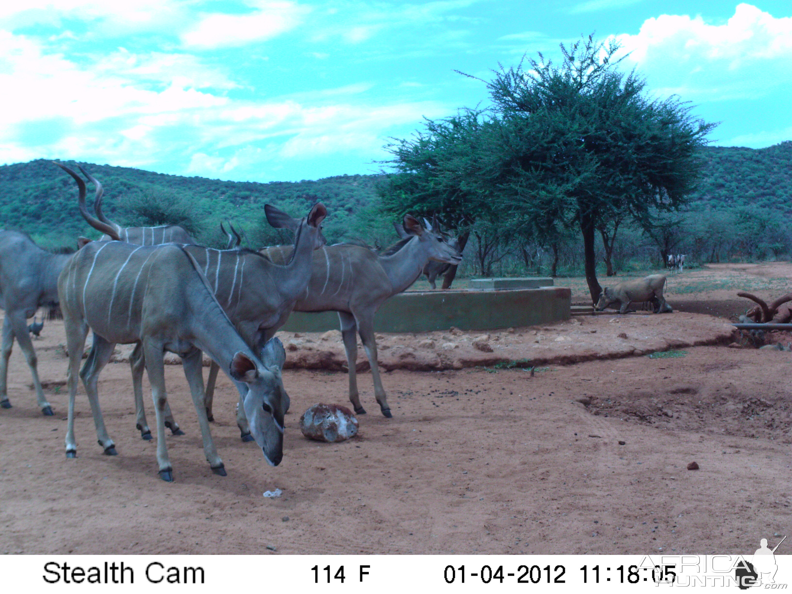 Trail Camera Namibia