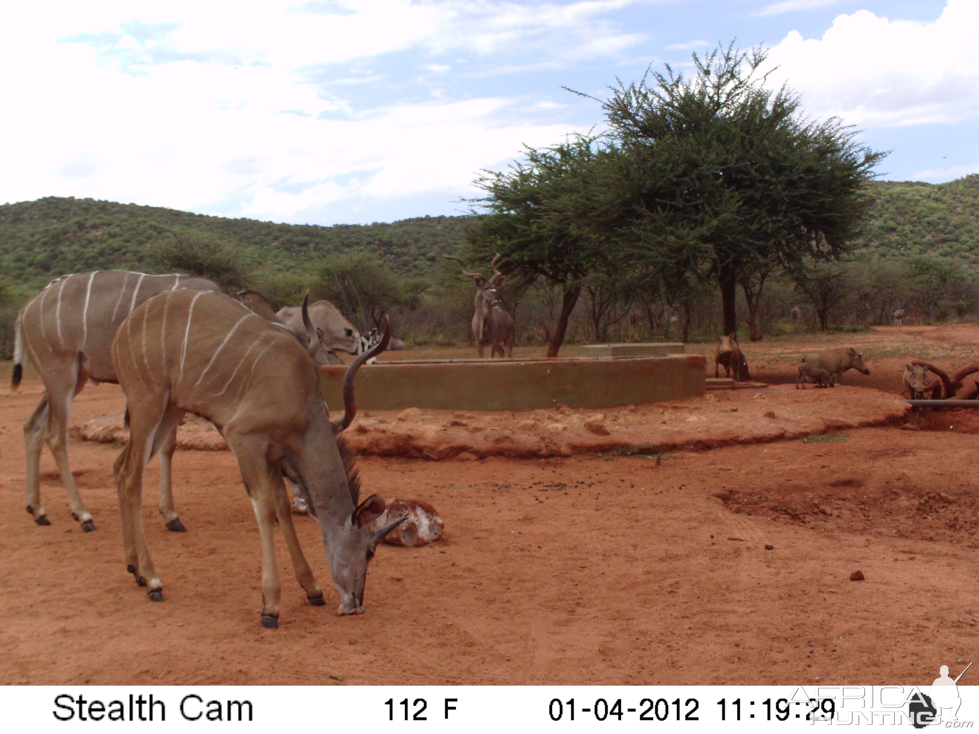 Trail Camera Namibia