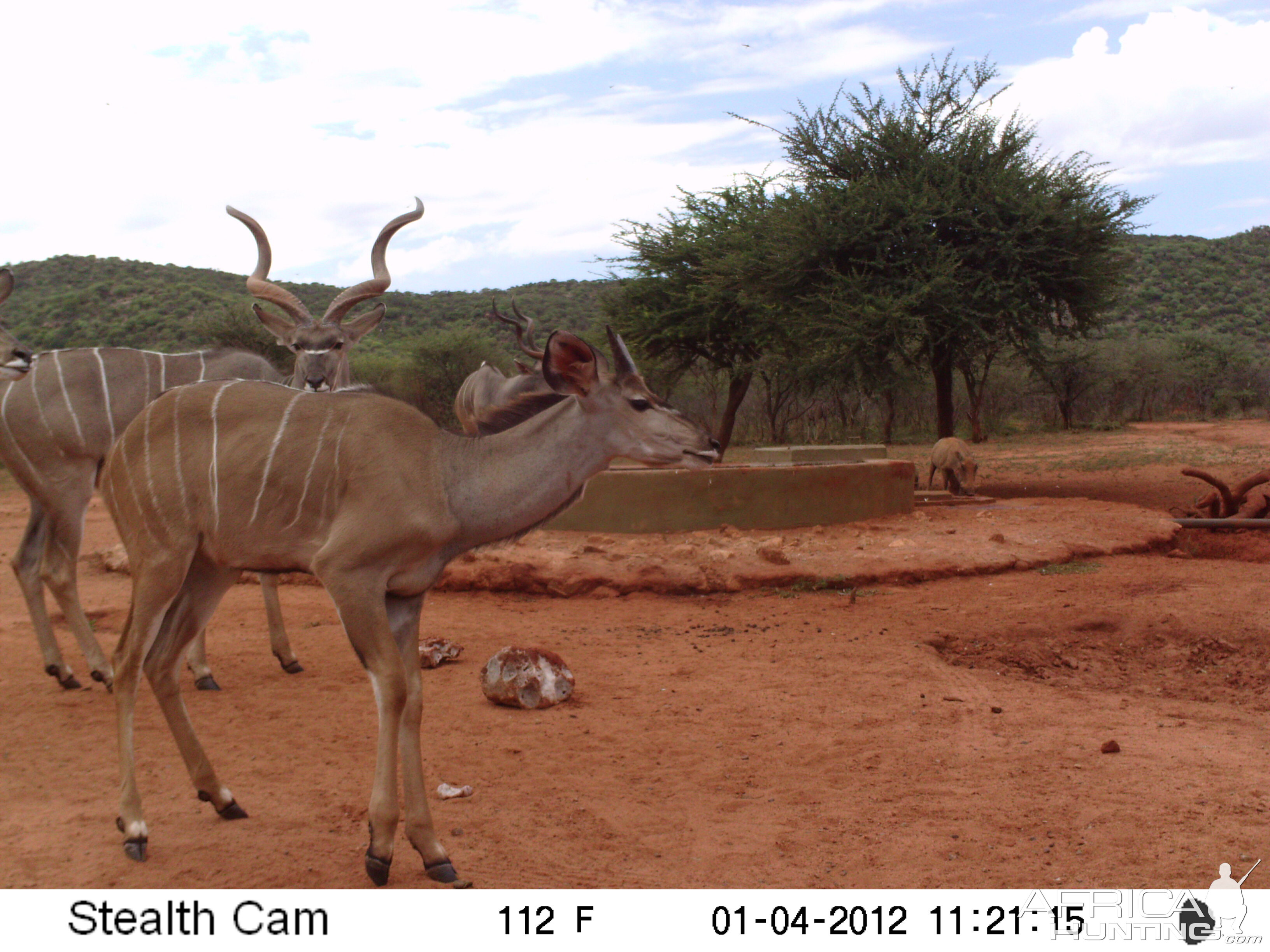 Trail Camera Namibia