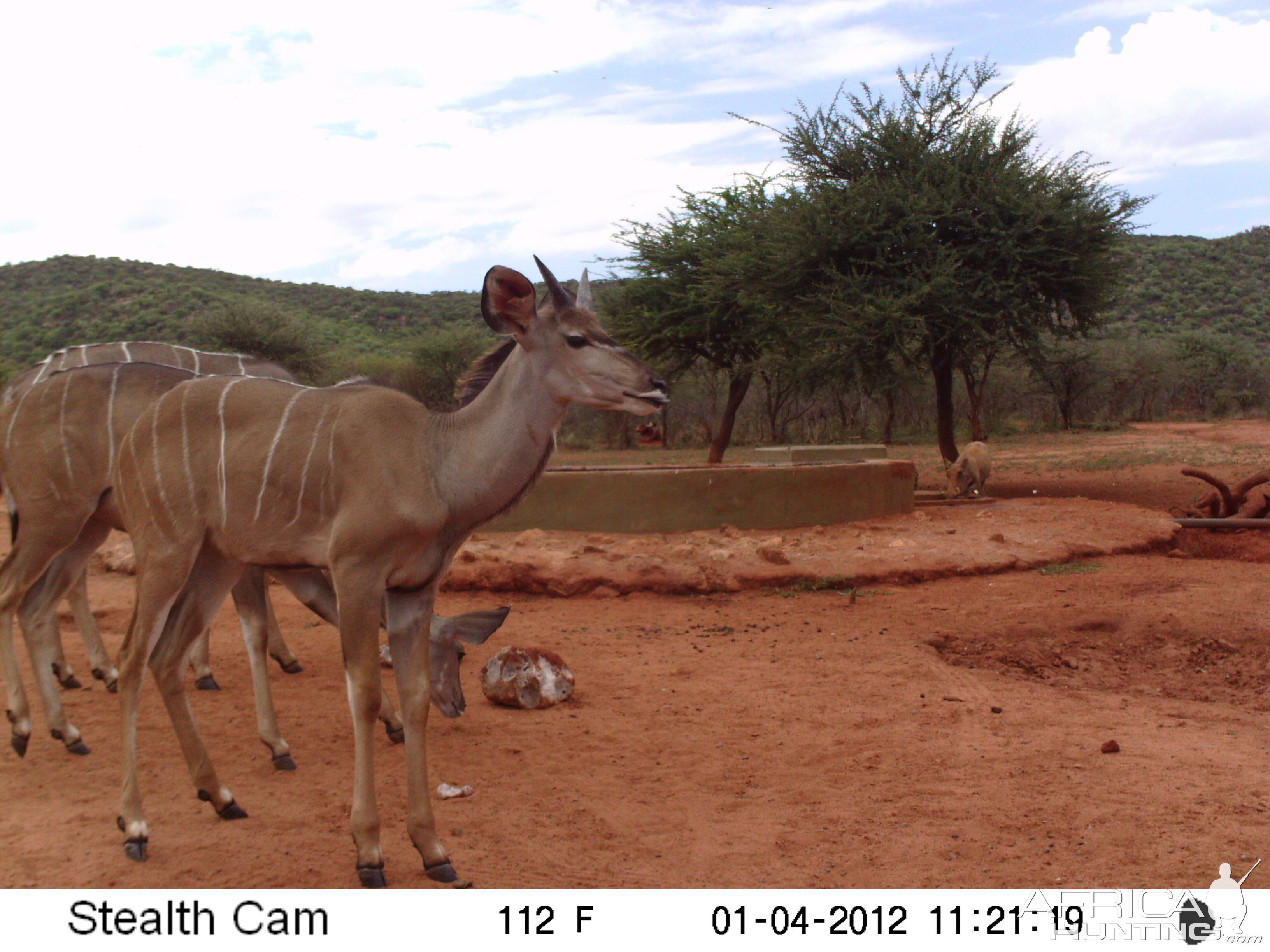 Trail Camera Namibia